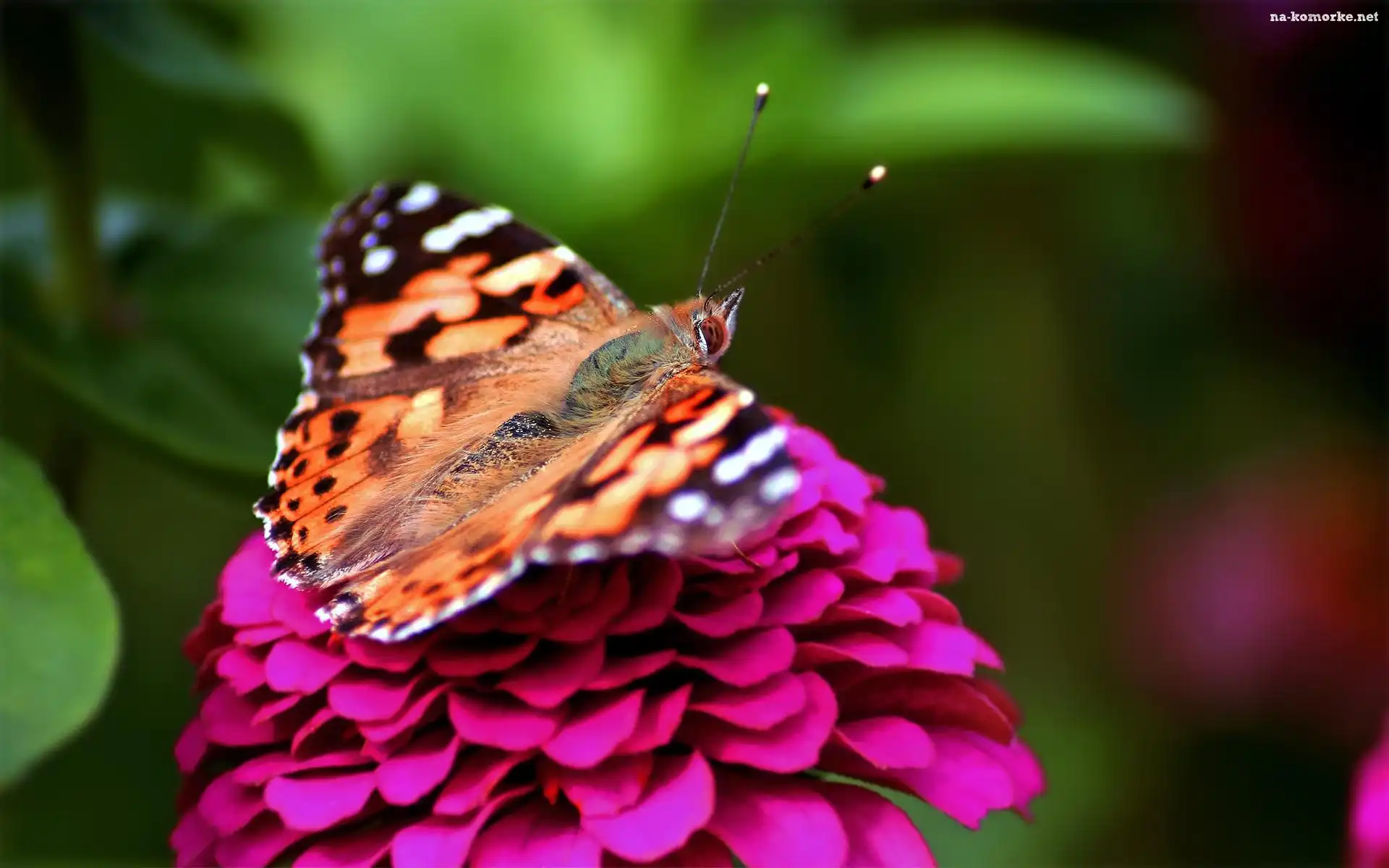 Motyl, Kwiat