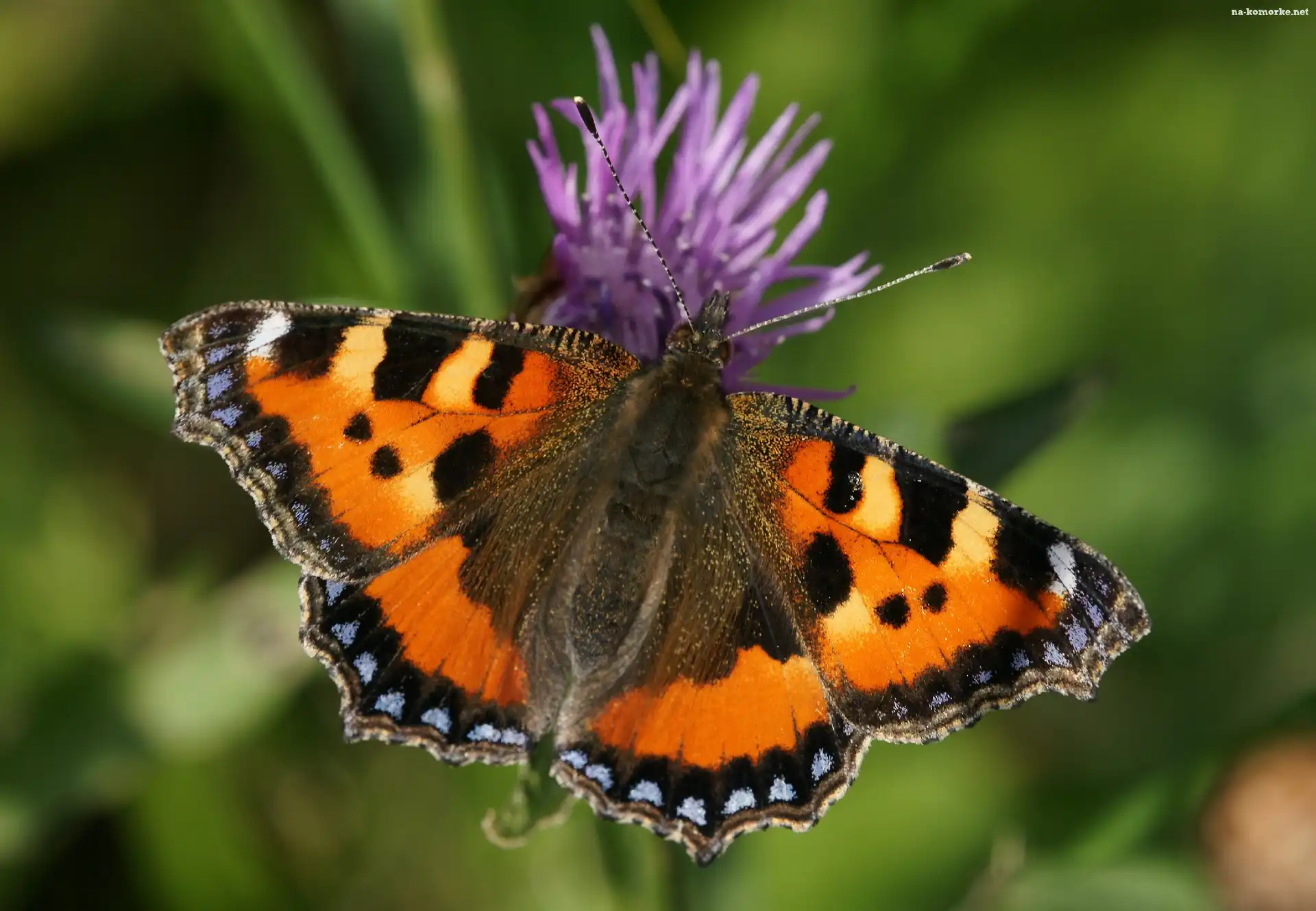 Motyl, Kwiat