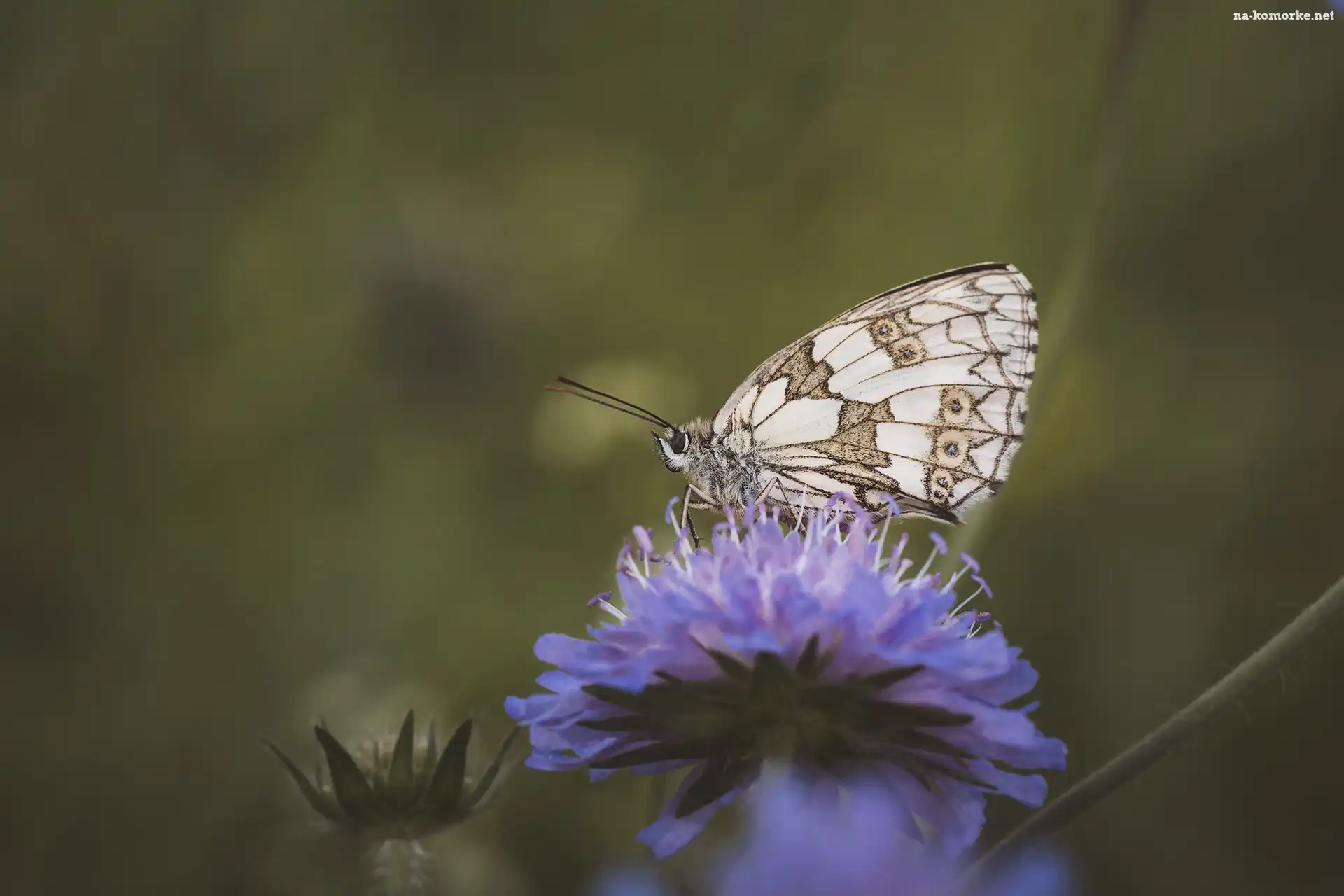 Kwiat, Motyl, Makro