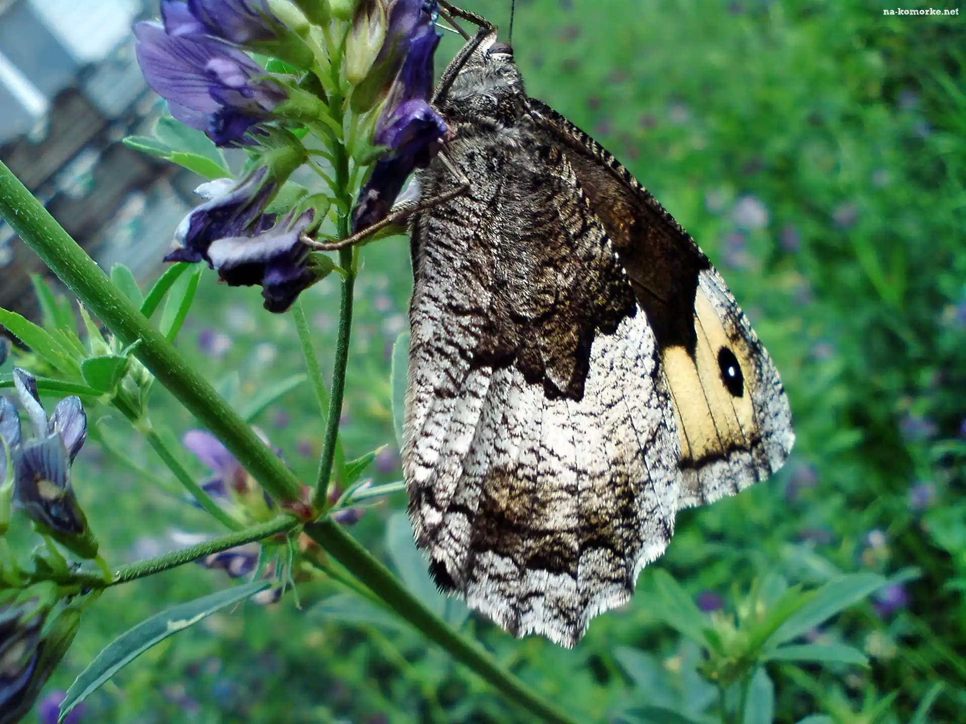Motyl, Kwiat