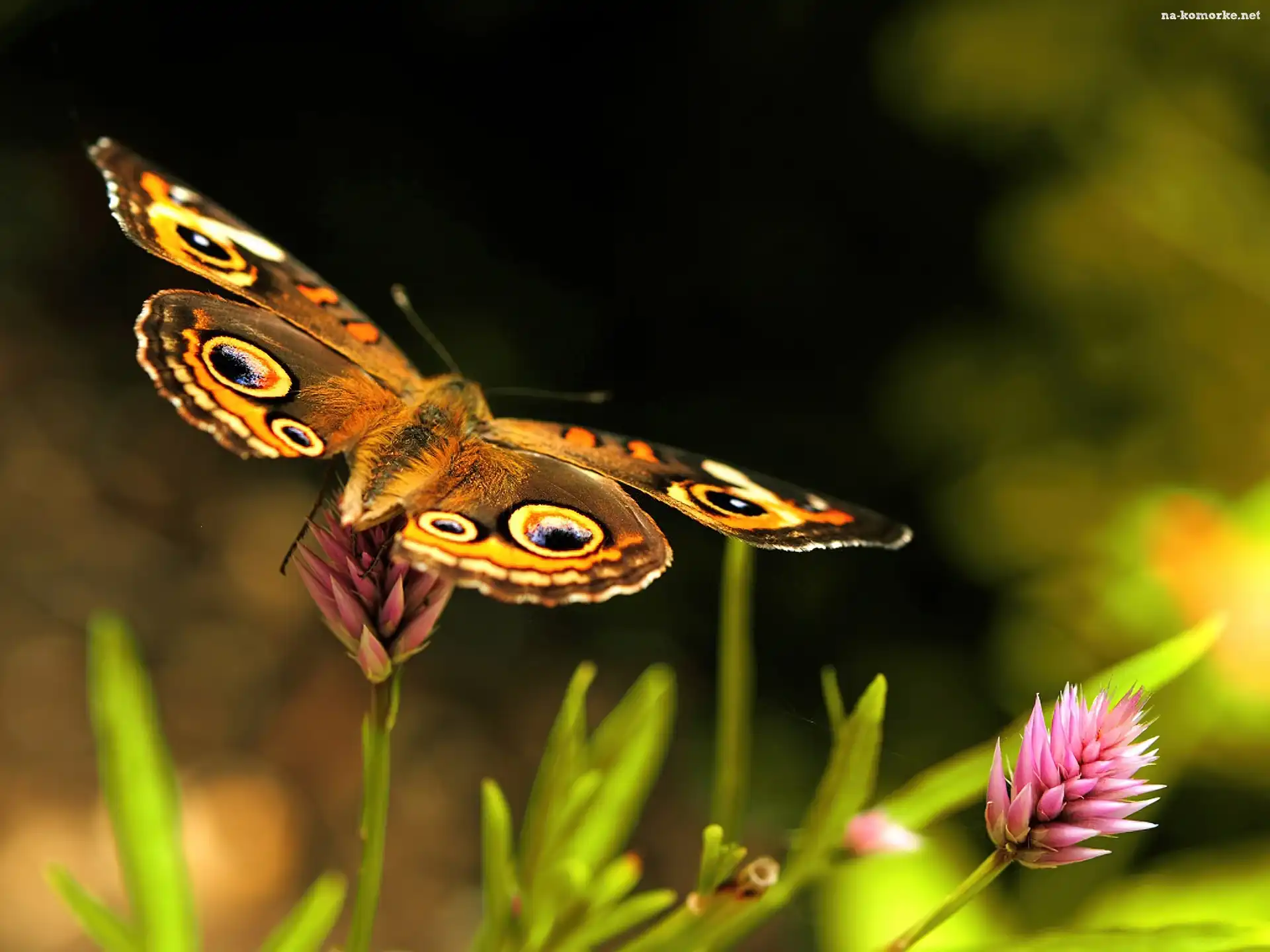 Motyl, Kwiatek
