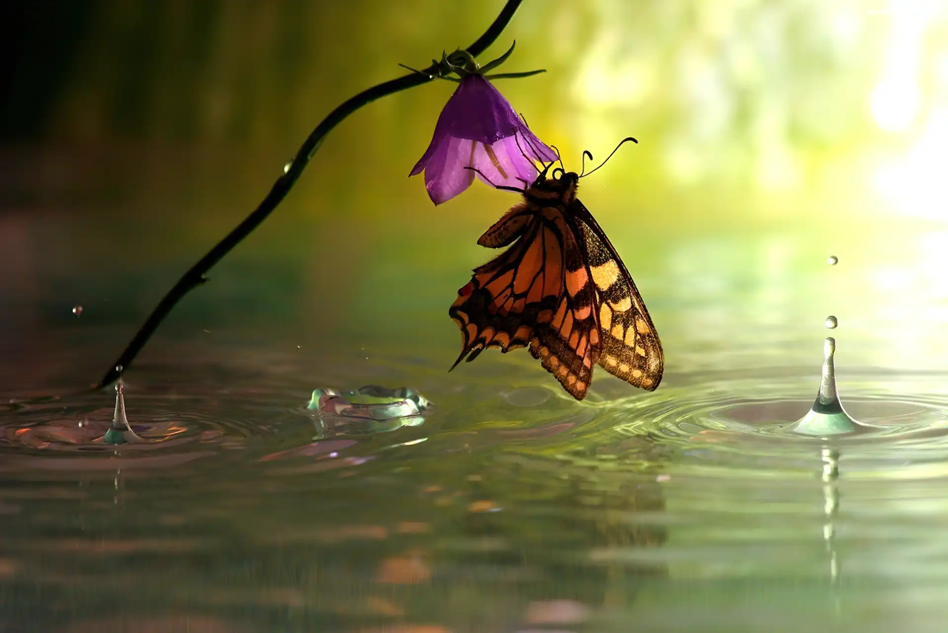 Motyl, Kwiatek