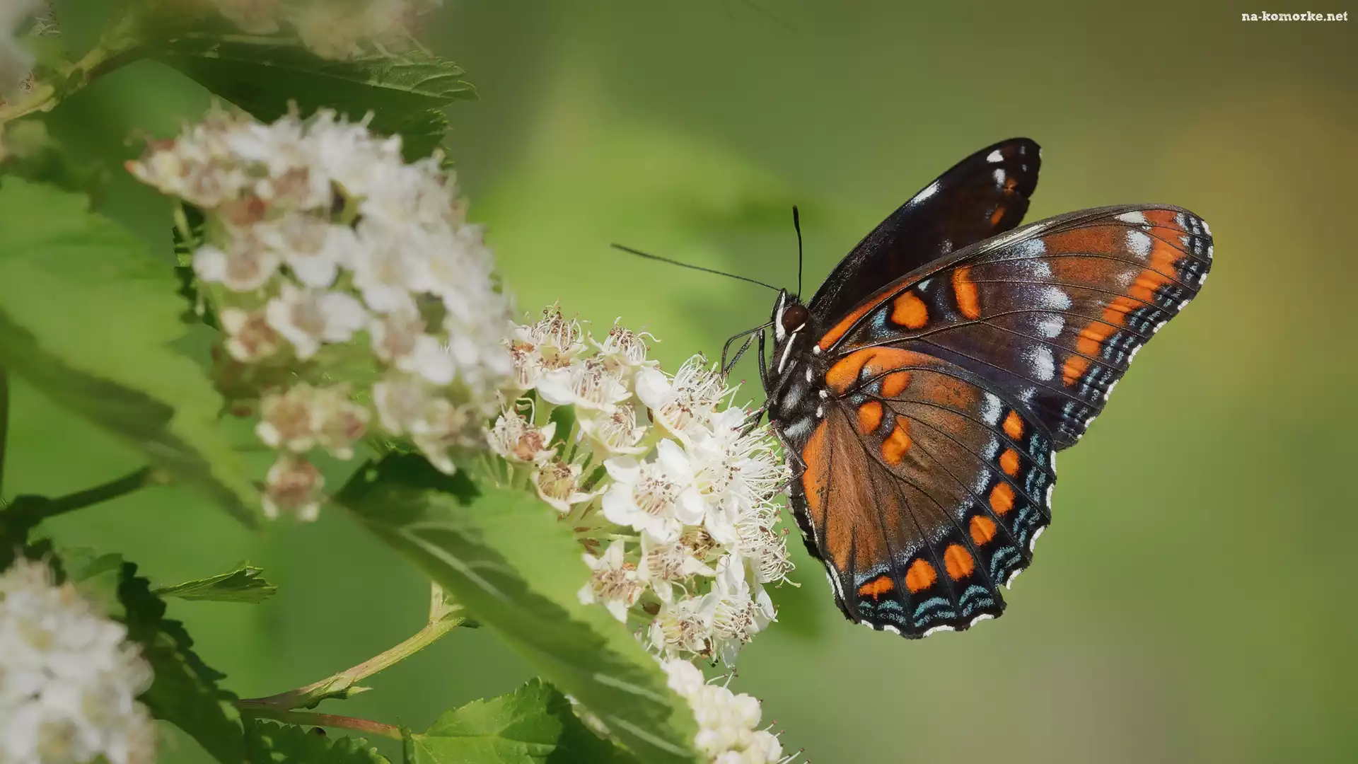 Kwiaty, Motyl, Admirał purpurowy, Limenitis arthemis, Białe