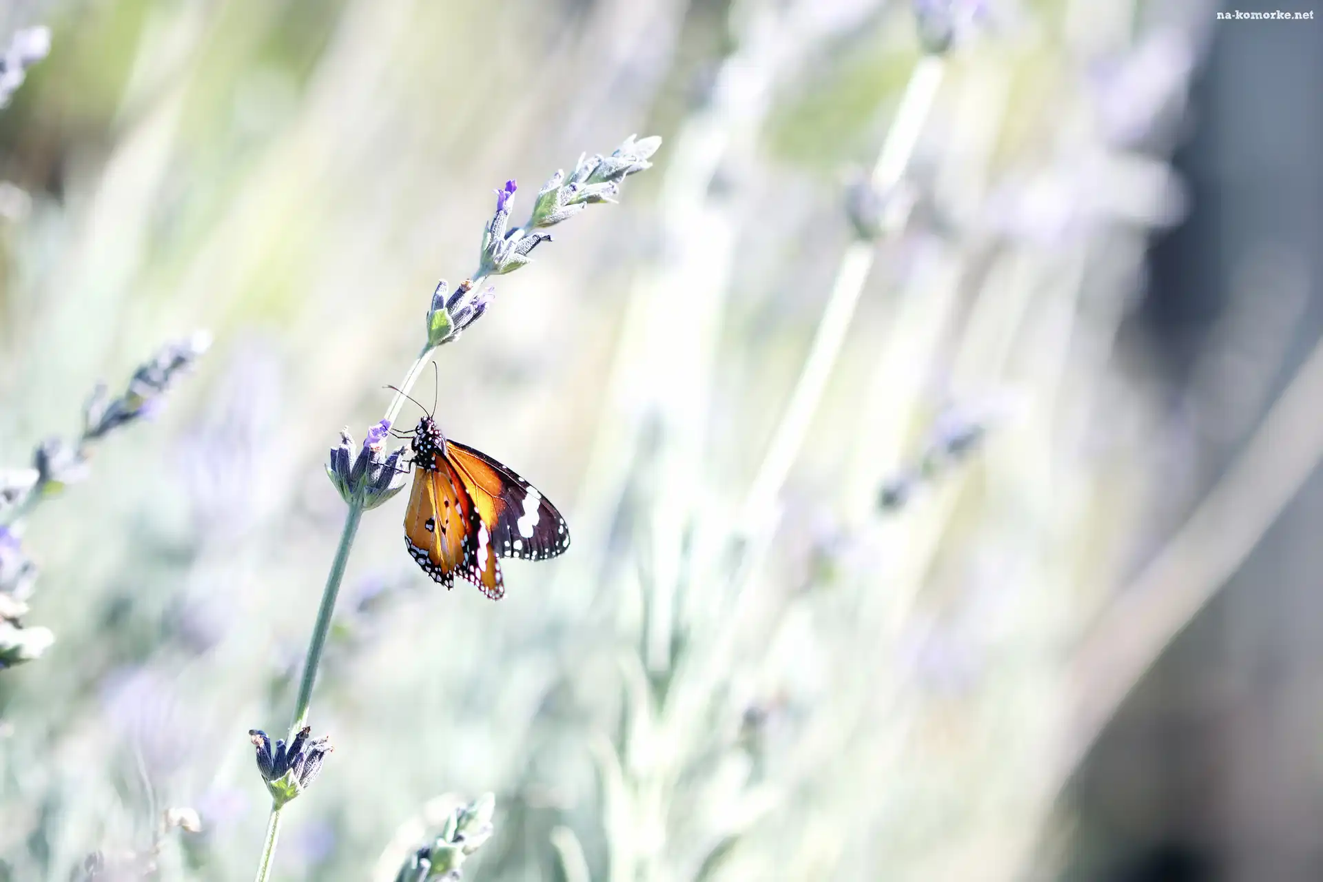 Motyl, Lawenda