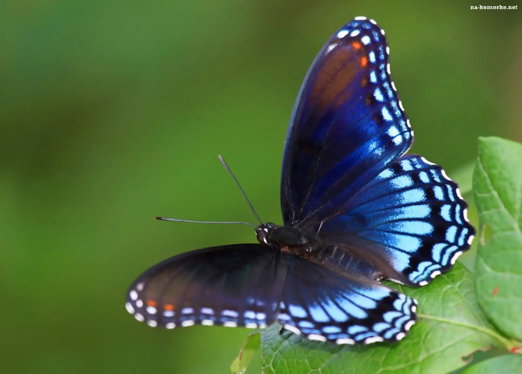 Motyl, Owad, Liść, Kolorowe