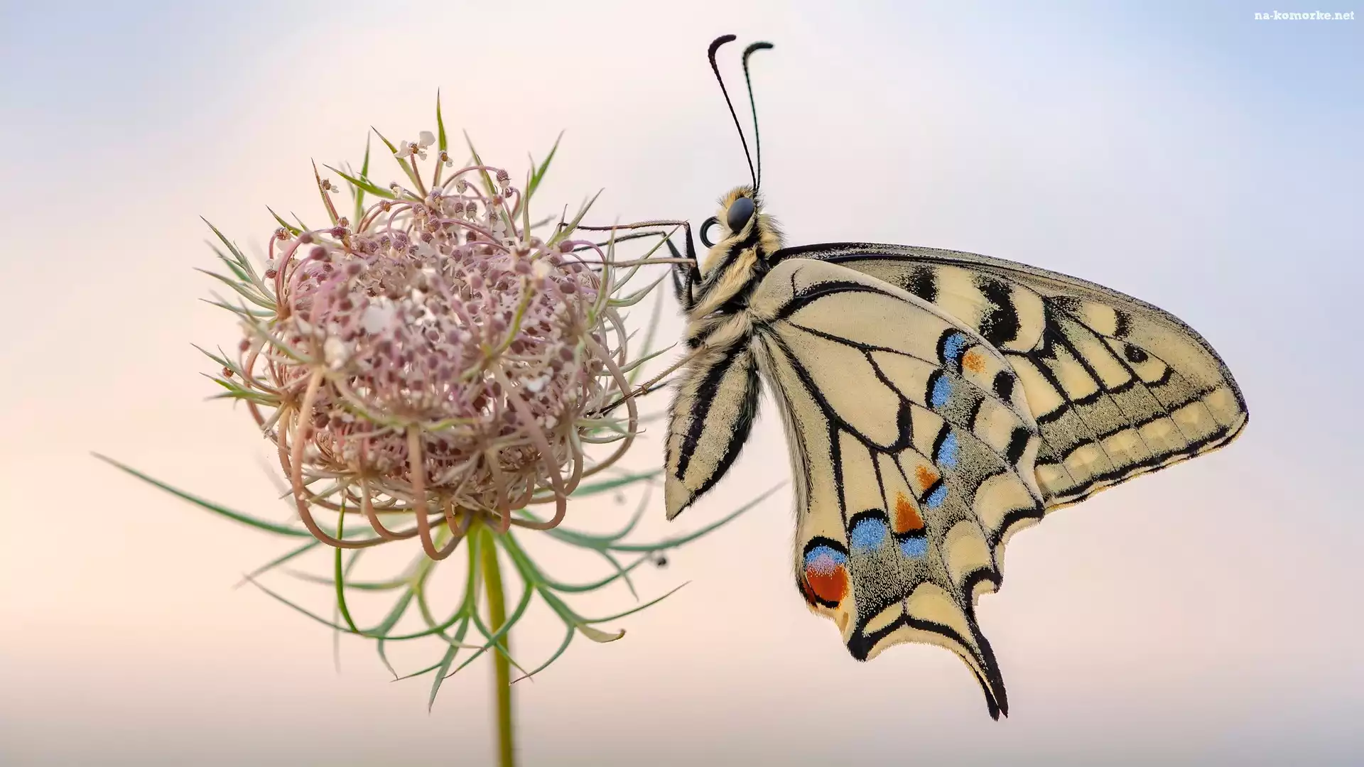 Makro, Motyl, Paź królowej, Roślina, Dzika marchew