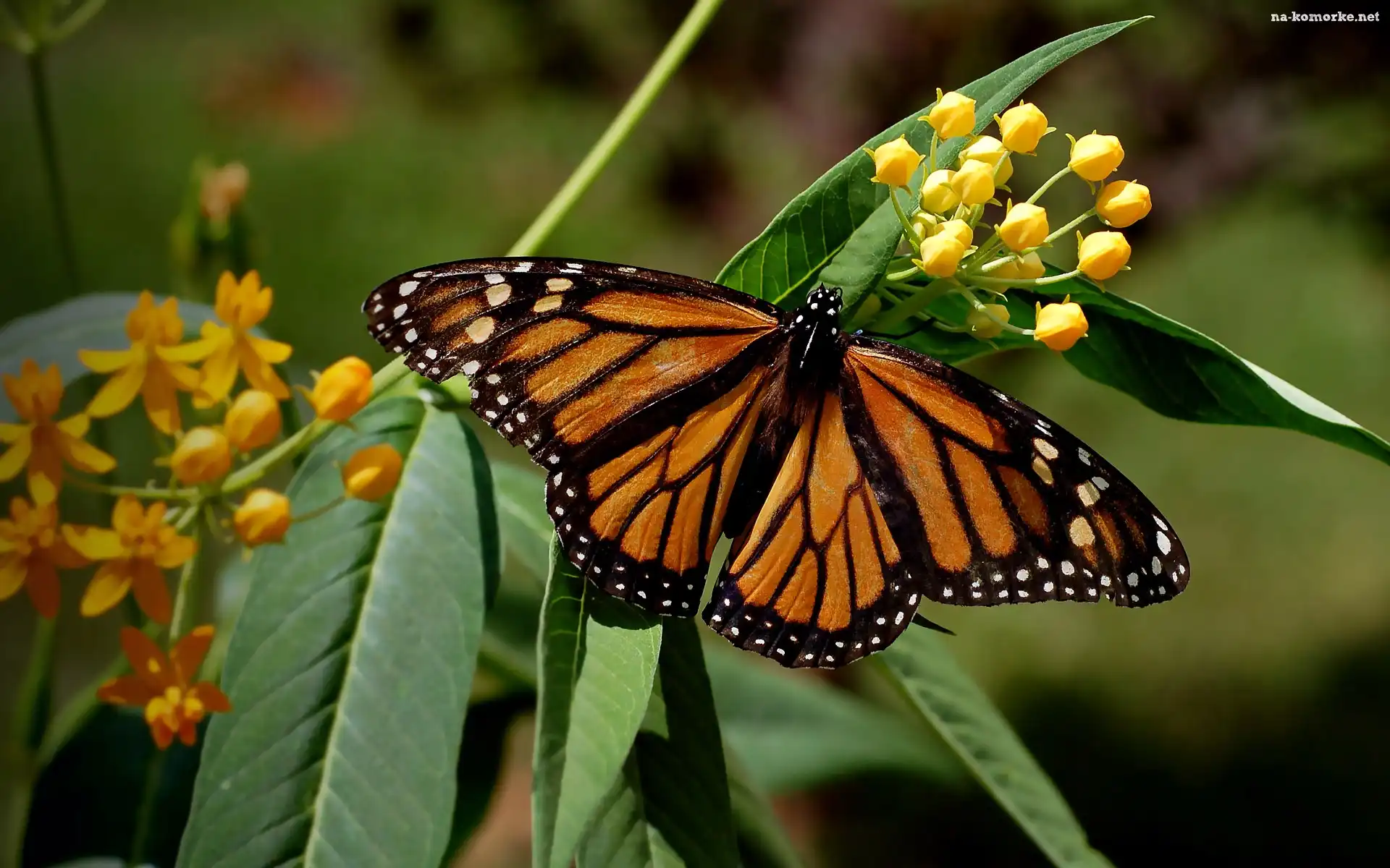 Motyl, Wędrowny, Monarcha, Danaid