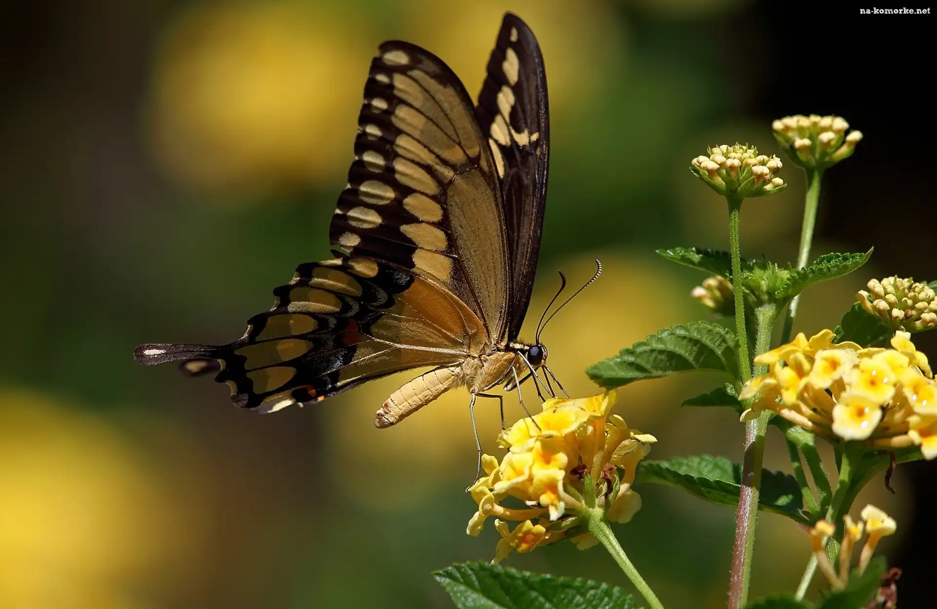 Motyl, Kwiatki, Motylek, Żółte
