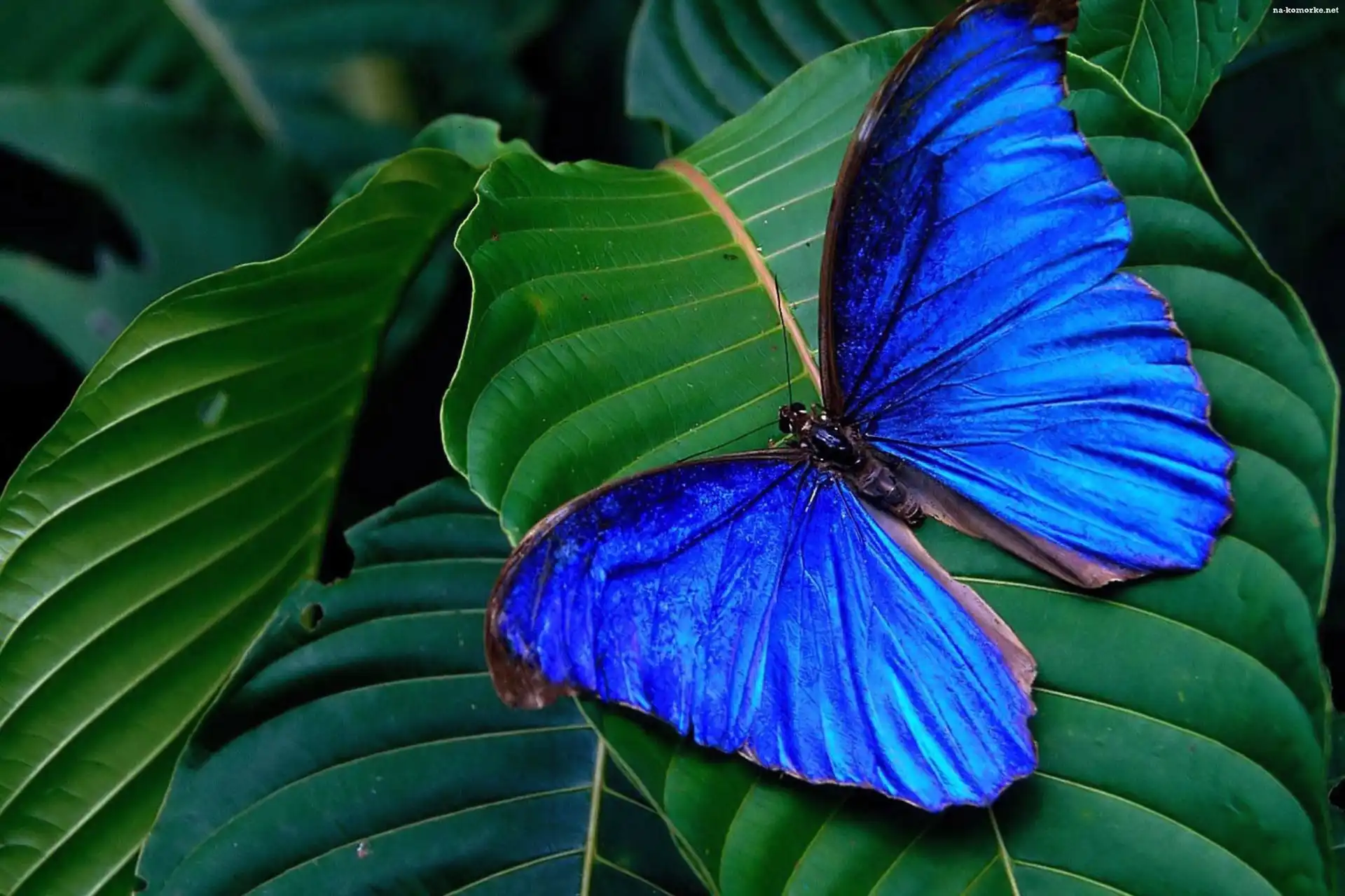 Motyl, niebieski