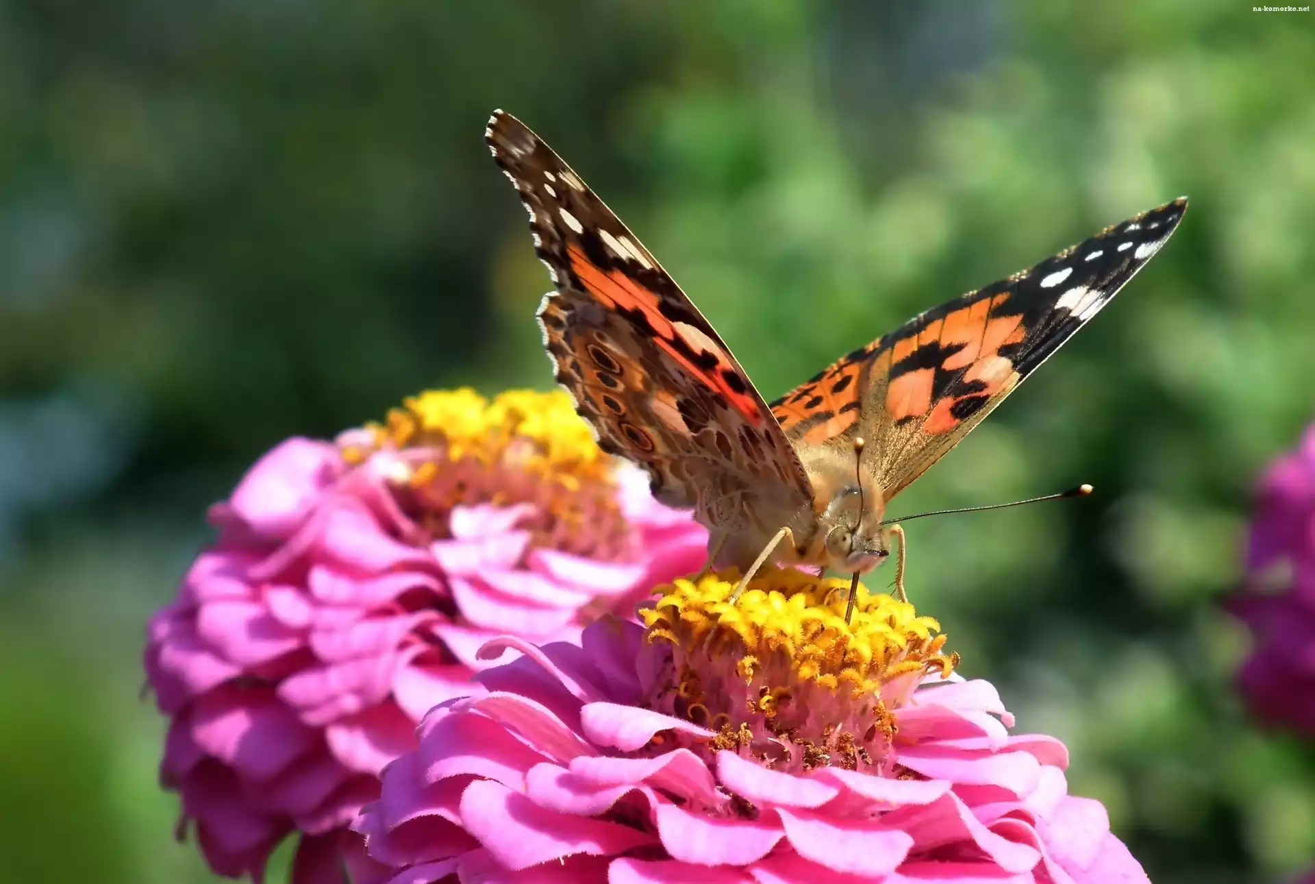 Motyl, Rusałka osetnik, Kwiat