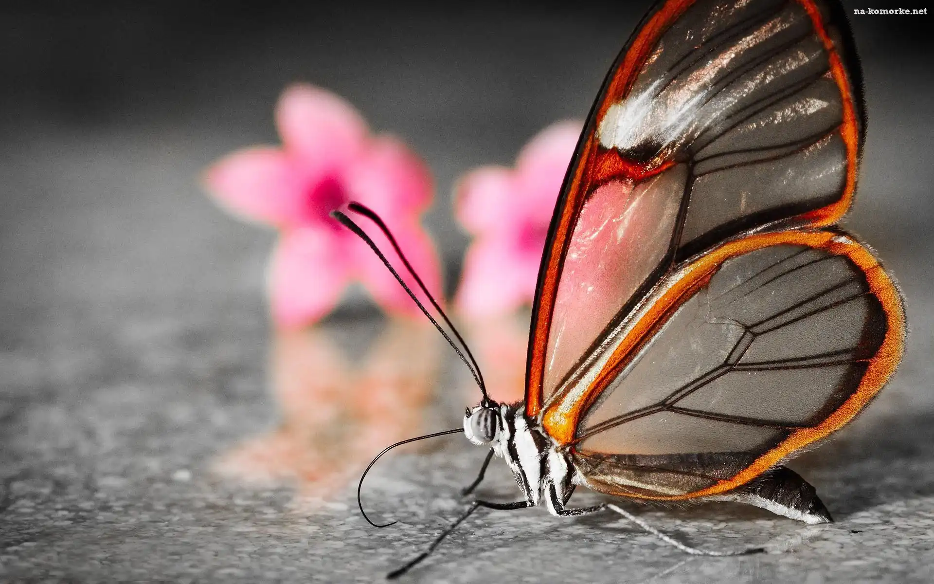 Motyl, Podłoga, Greta Oto, Kwiaty