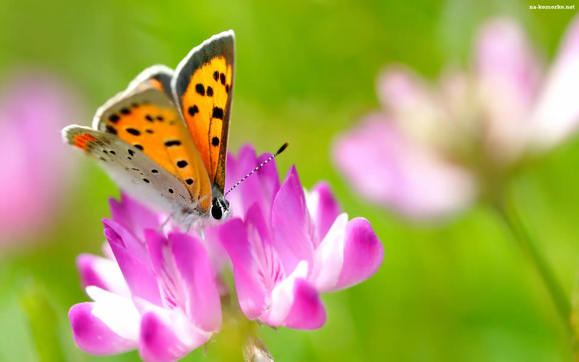 Owad, Motyl, Kwiat
