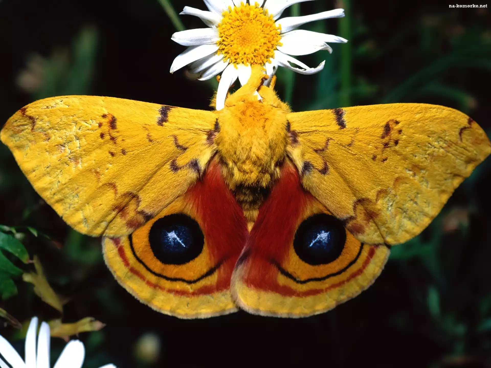 Owad, Kwiat, Motyl