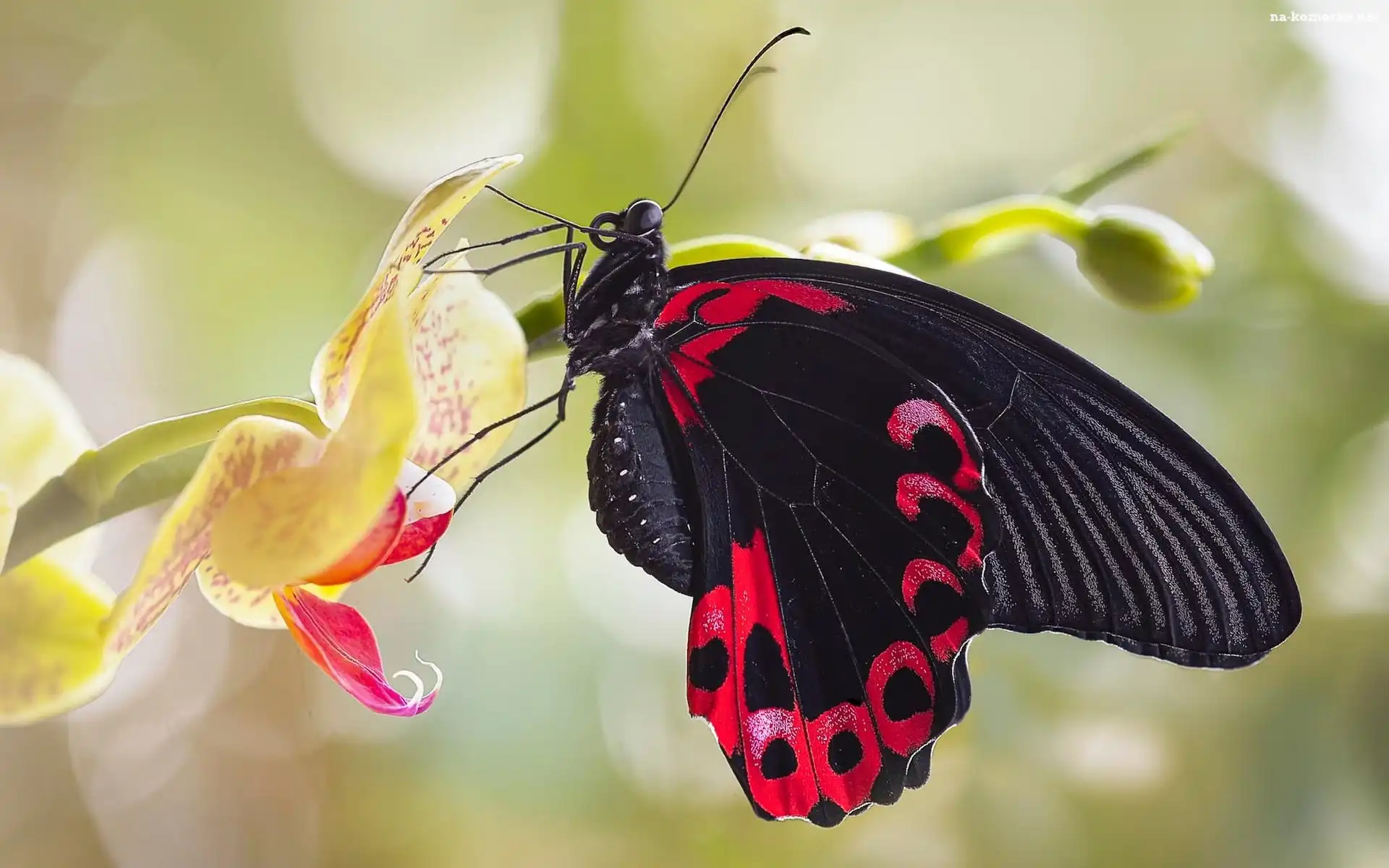 Storczyk, Czarny, Papilio Rumanzovia, Makro, Czerwony Mormon, Motyl