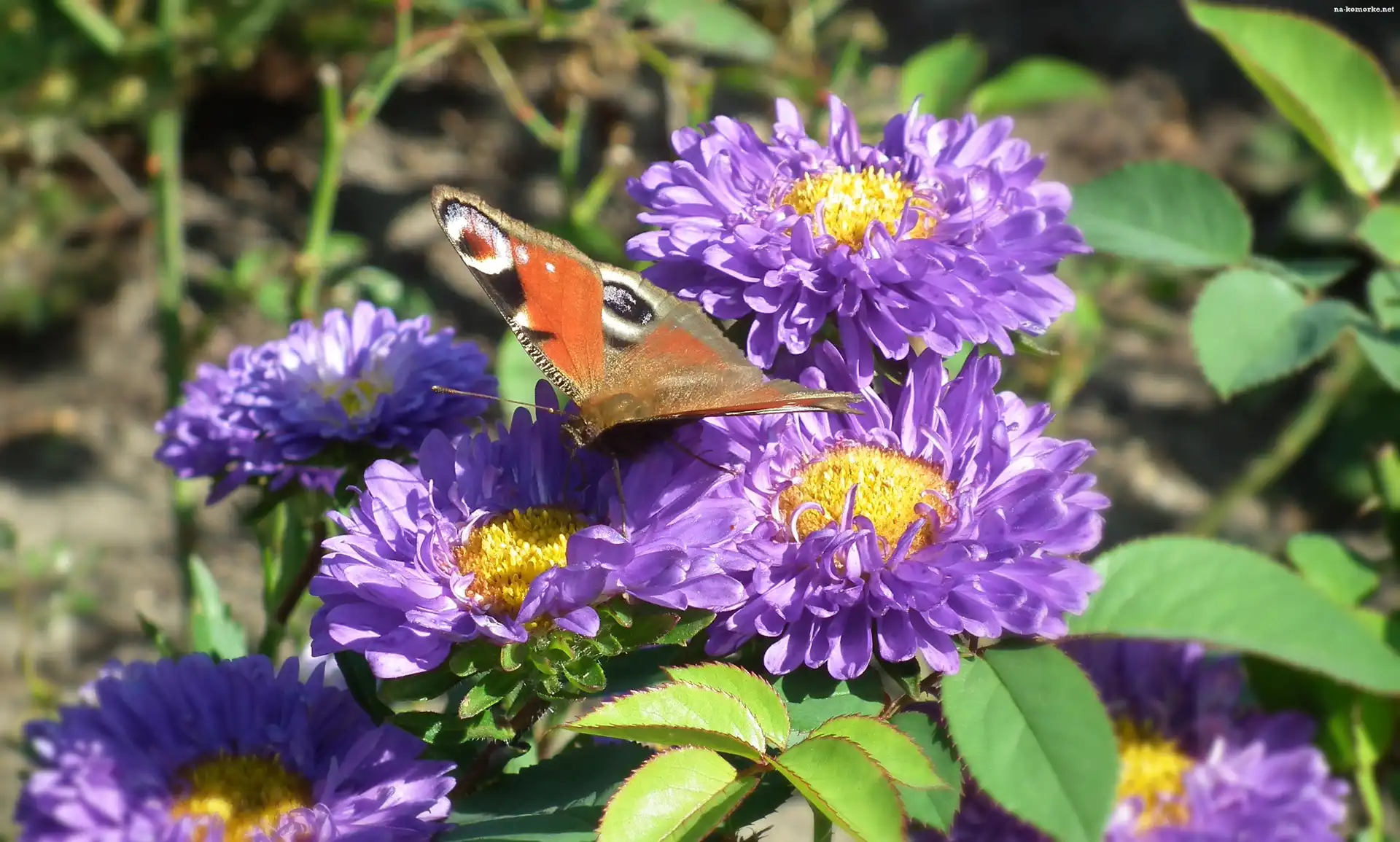 Motyl, Astry, Rusałka pawik, Kwiaty