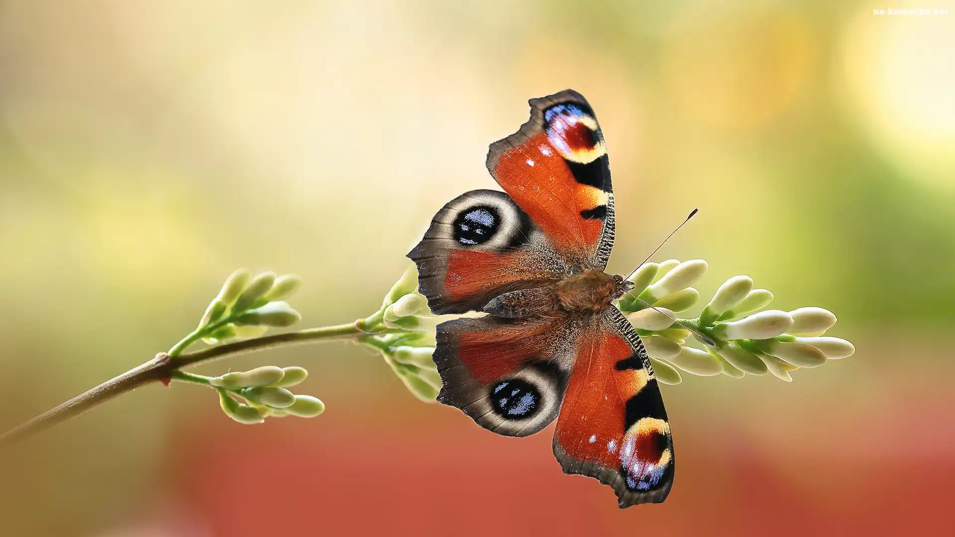 Motyl, Makro, Rusałka pawik, Roślina