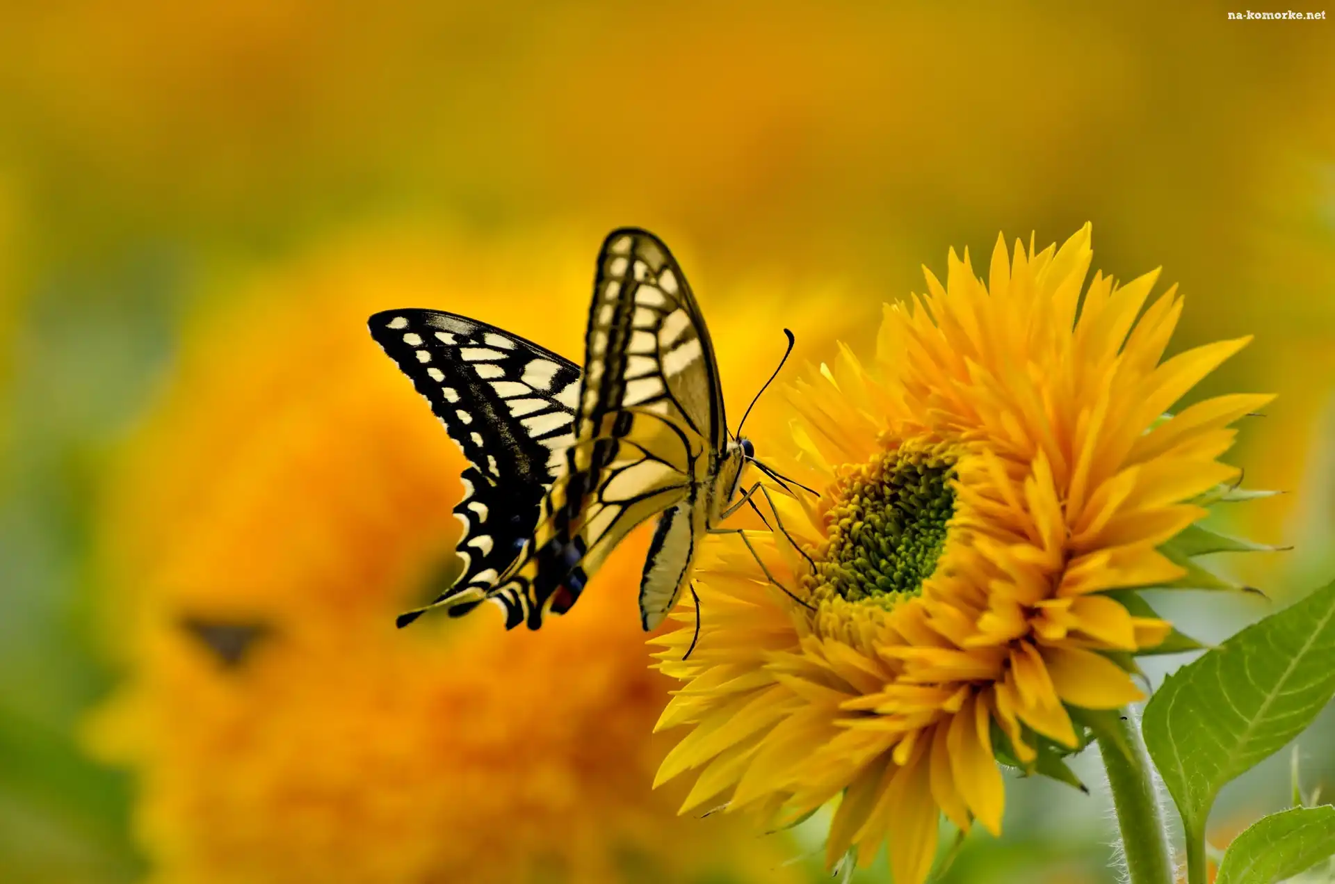 Motyl, Słonecznik, Paź, Królowej