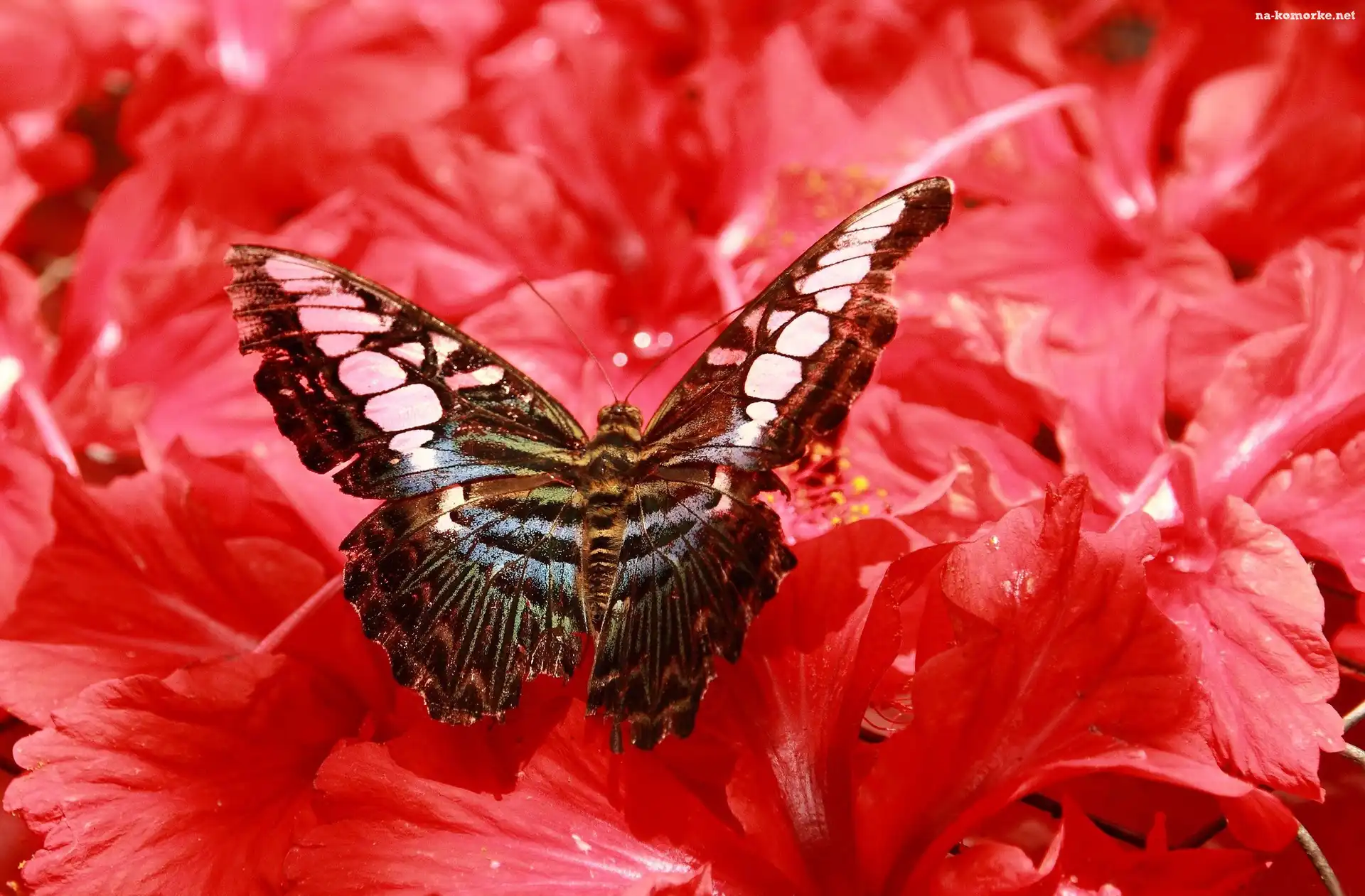 Piękny, Motyl, Kwiaty