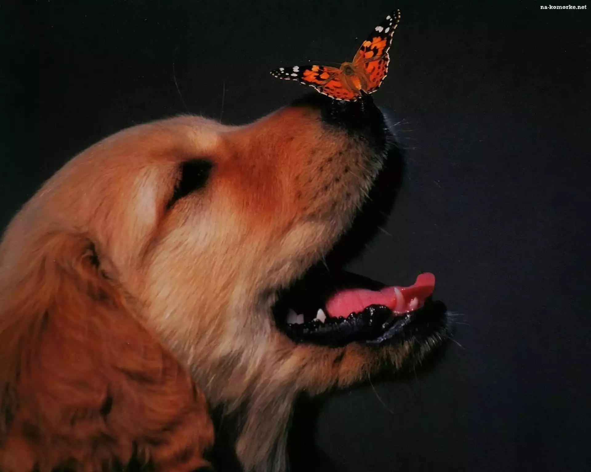 Pies, Motyl, Nos