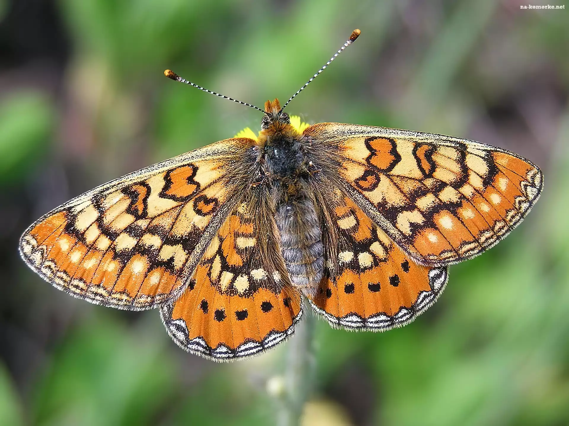 Motyl, Przeplatka