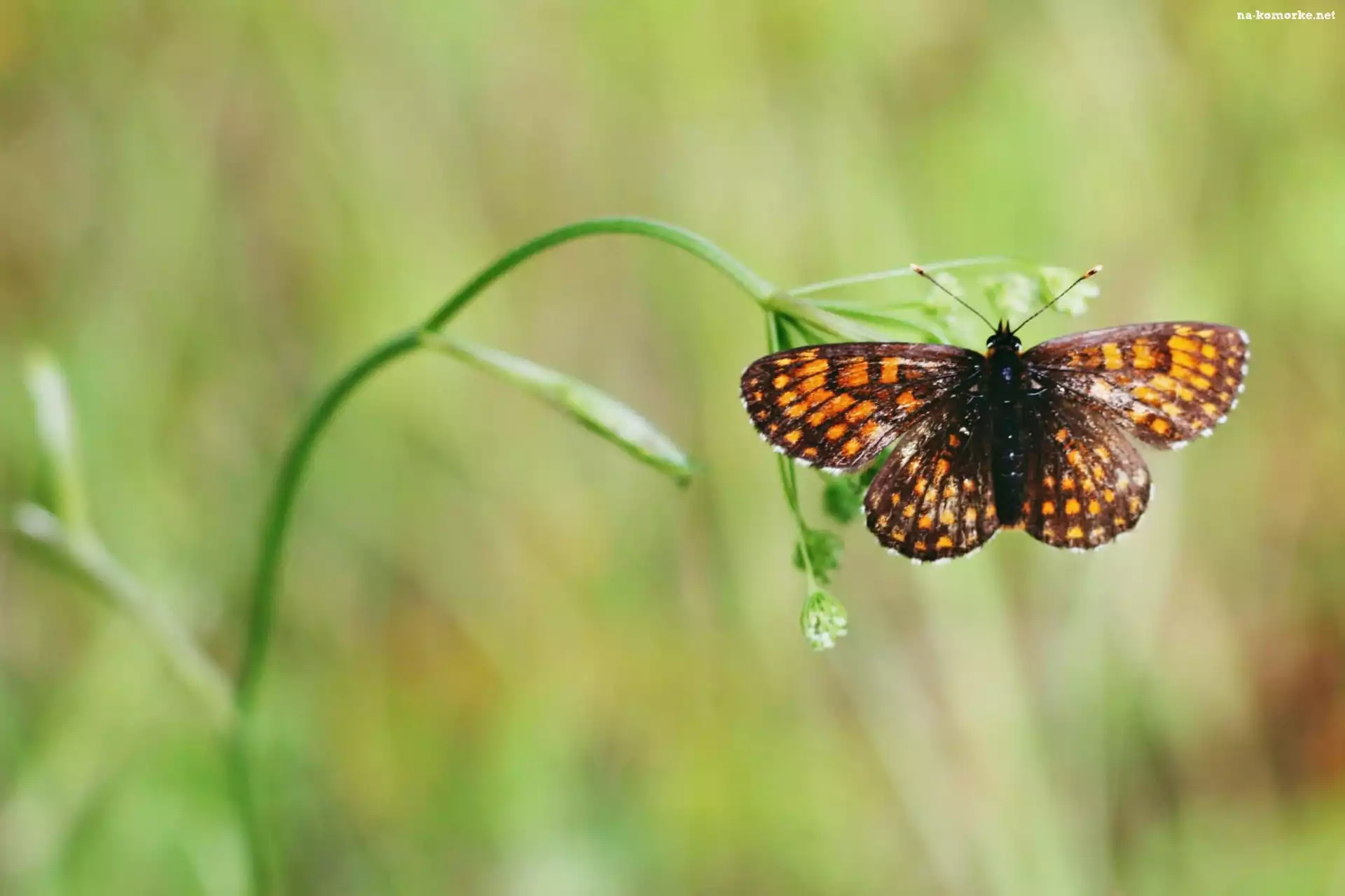 Motyl, Roślina
