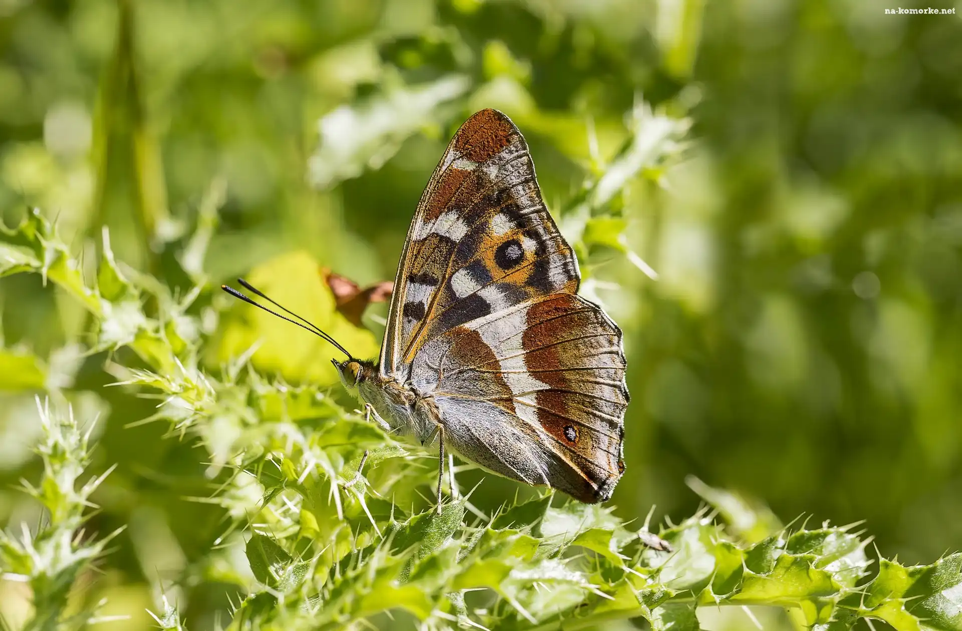 Motyl, Światło, Roślina, Ostrokrzew