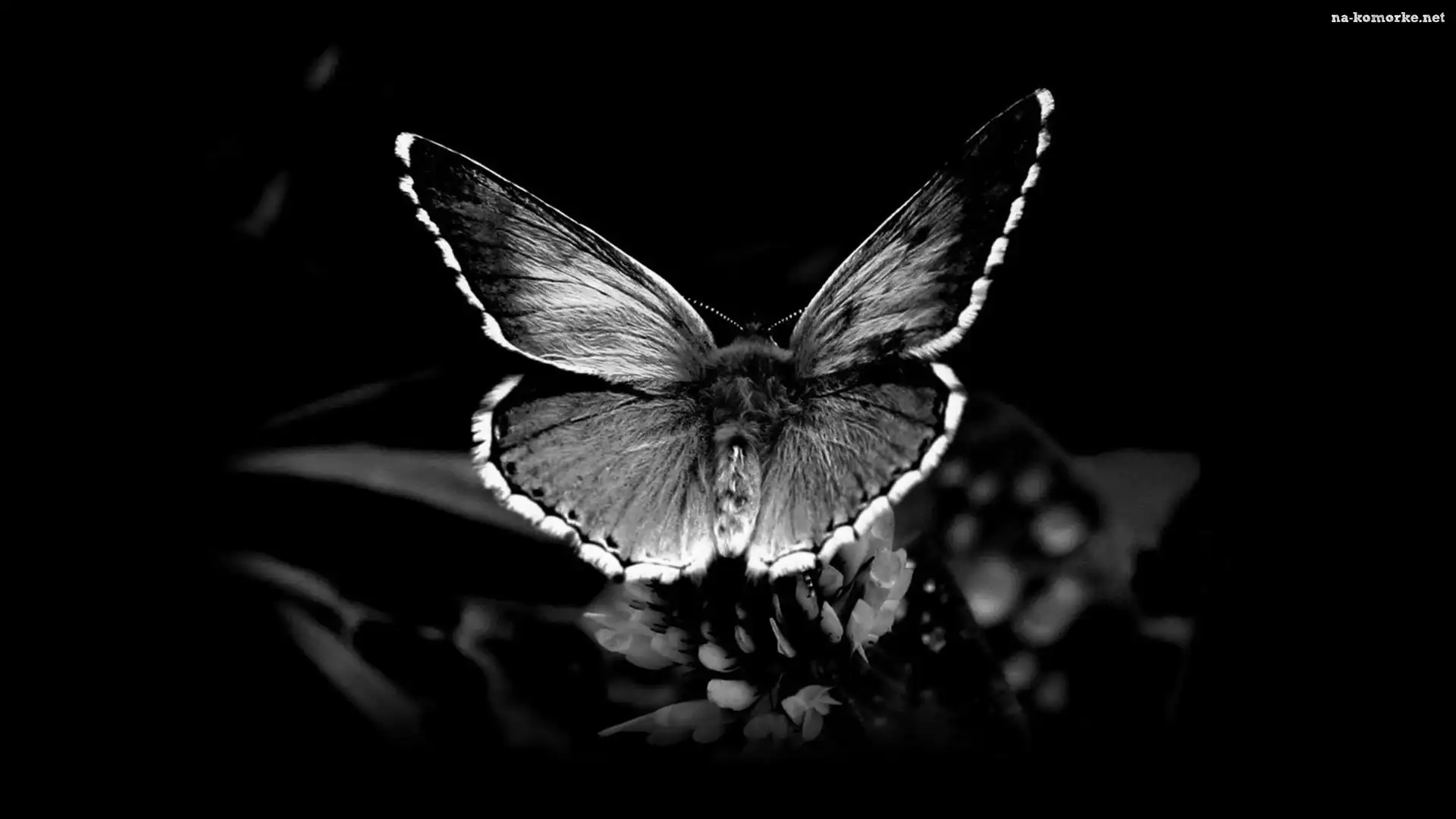 Motyl, Roślina