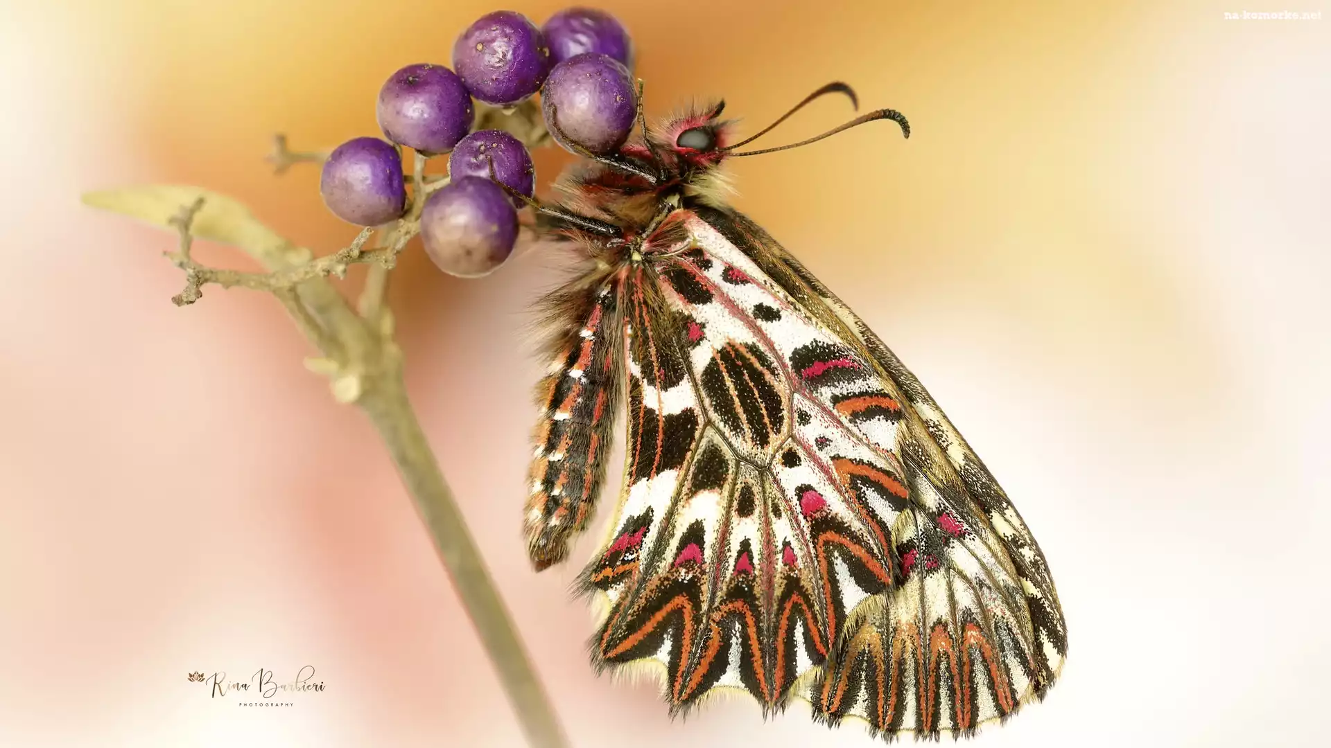 Motyl, Makro, Zygzakowiec rubinowy, Roślina