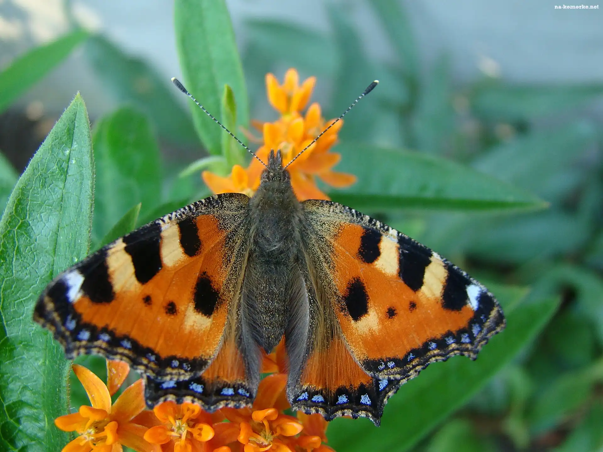 Motyl, Skrzydełka