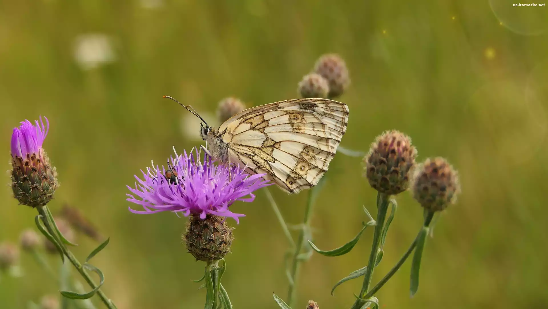 Kwiat, Chaber driakiewnik, Motyl, Polowiec szachownica