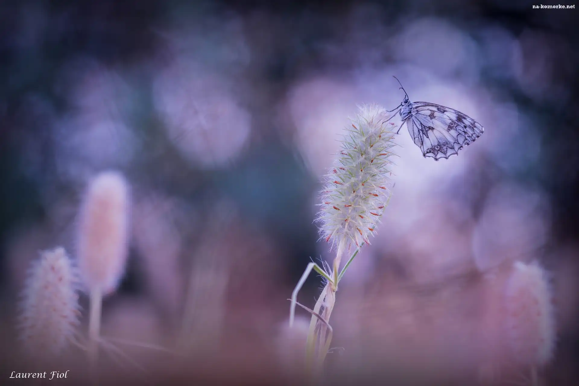 Motyl, Polowiec szachownica, Roślina