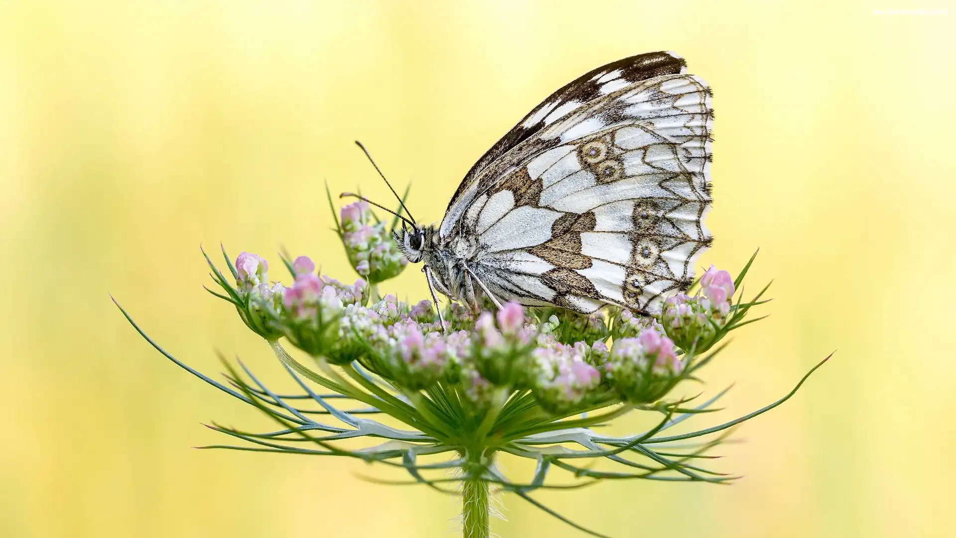 Motyl, Żółte tło, Polowiec szachownica, Roślina