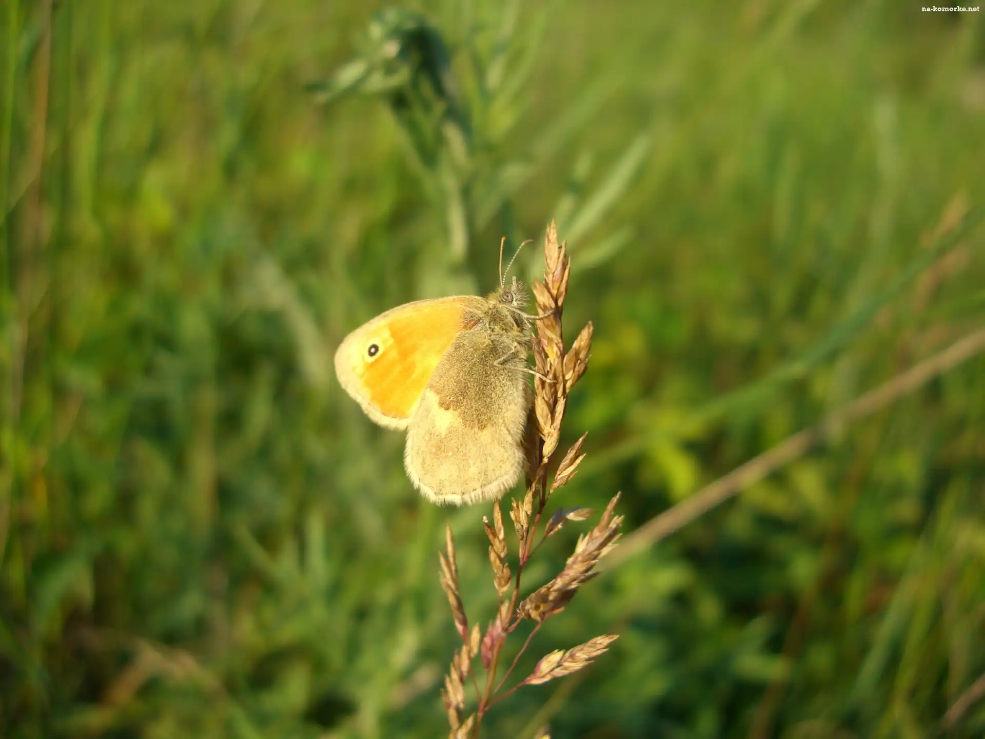 Motyl, Łąka, Trawy, Źdźbło