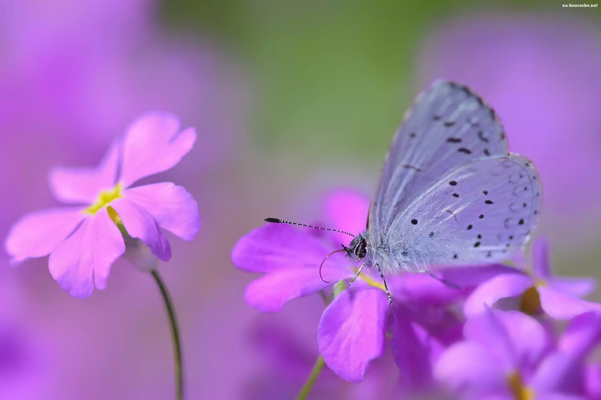 Motyl, Makro, Modraszek wieszczek, Kwiaty