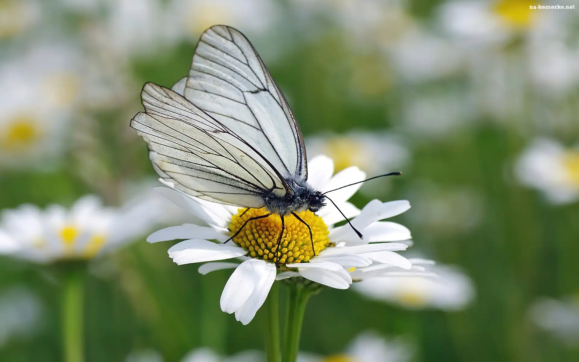 Motyl, Motylek, Stokrotka