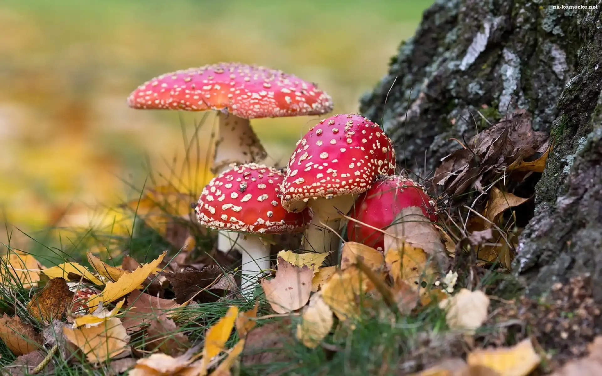 Grzyby, Muchomory, Liście