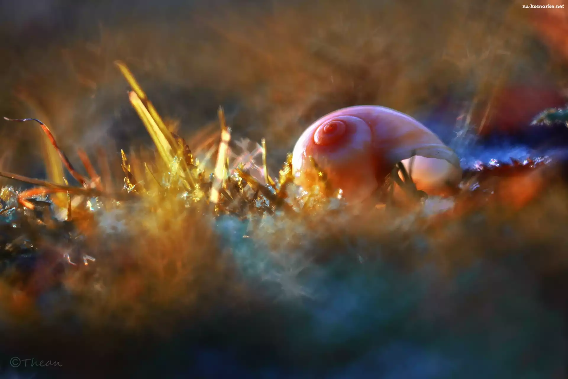 Muszelka, Bokeh
, Kolory, Makro
