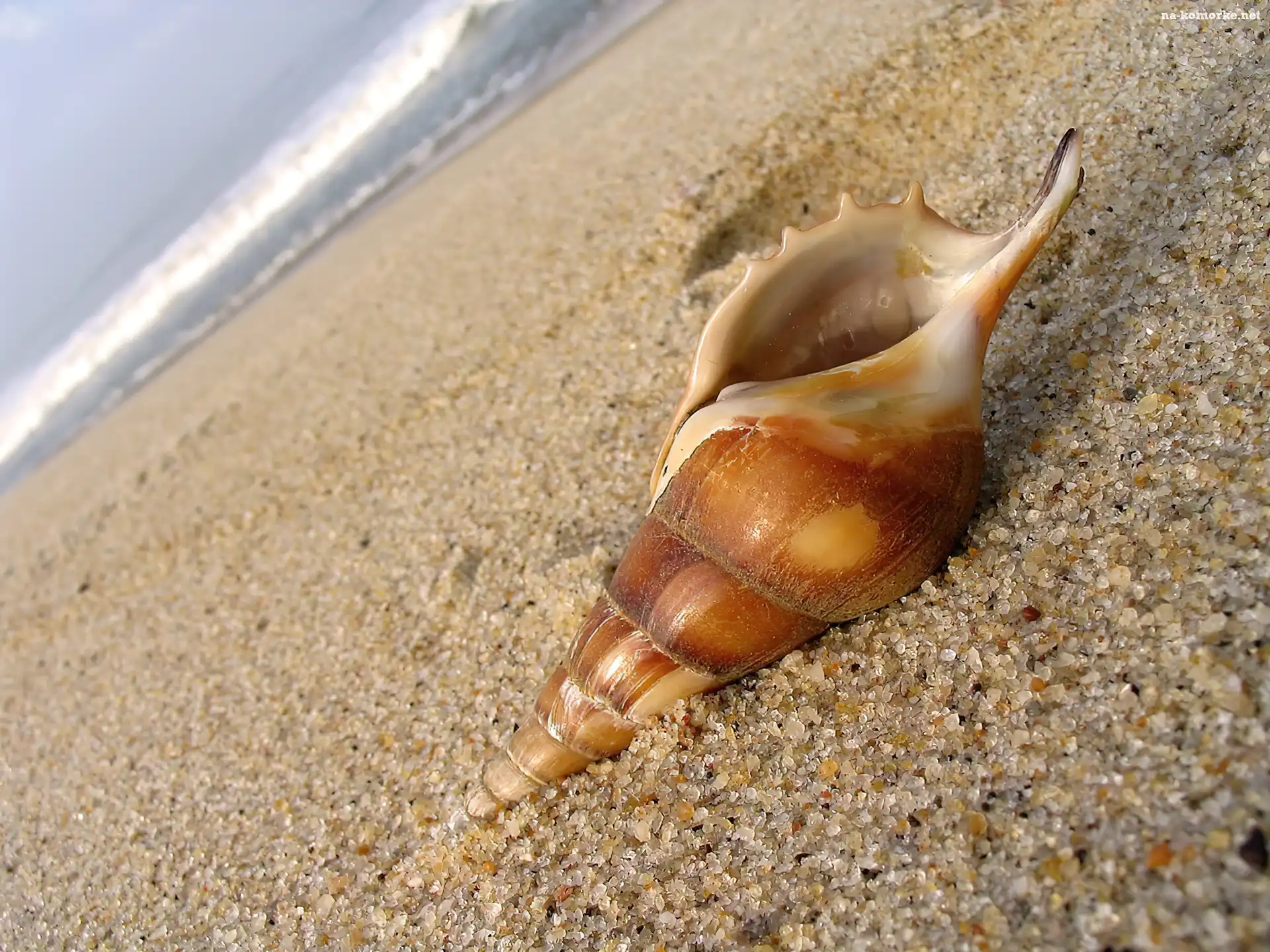 Muszelka, Plaża