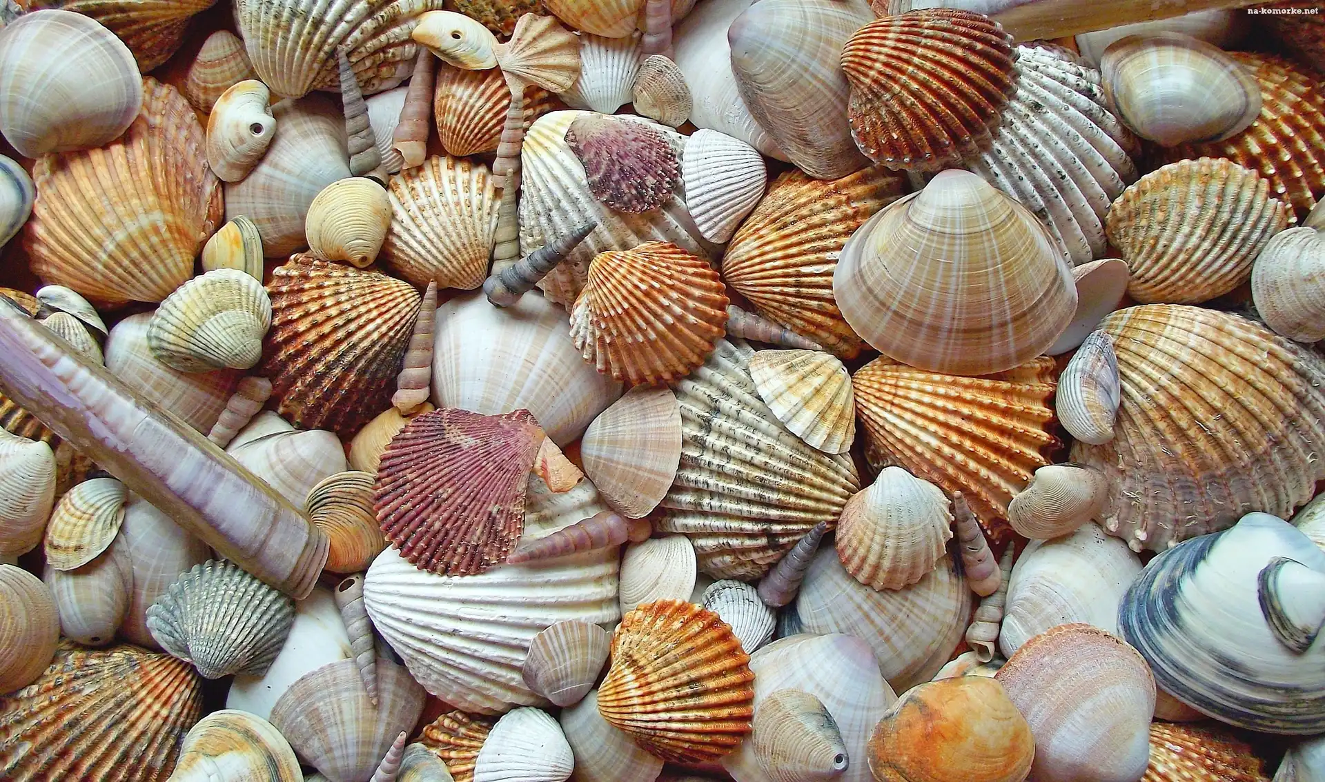 Muszelki