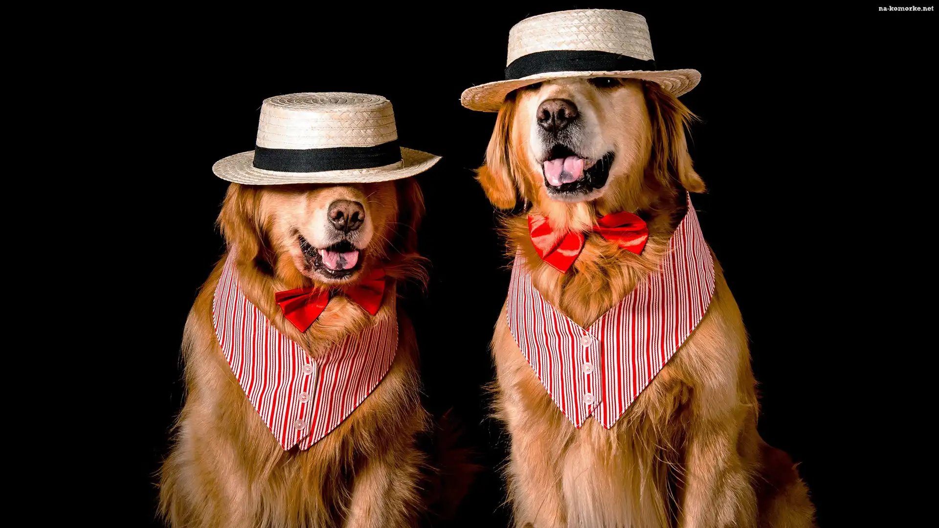 Muszki, Dwa, Psy, Golden retriever, Kapelusze