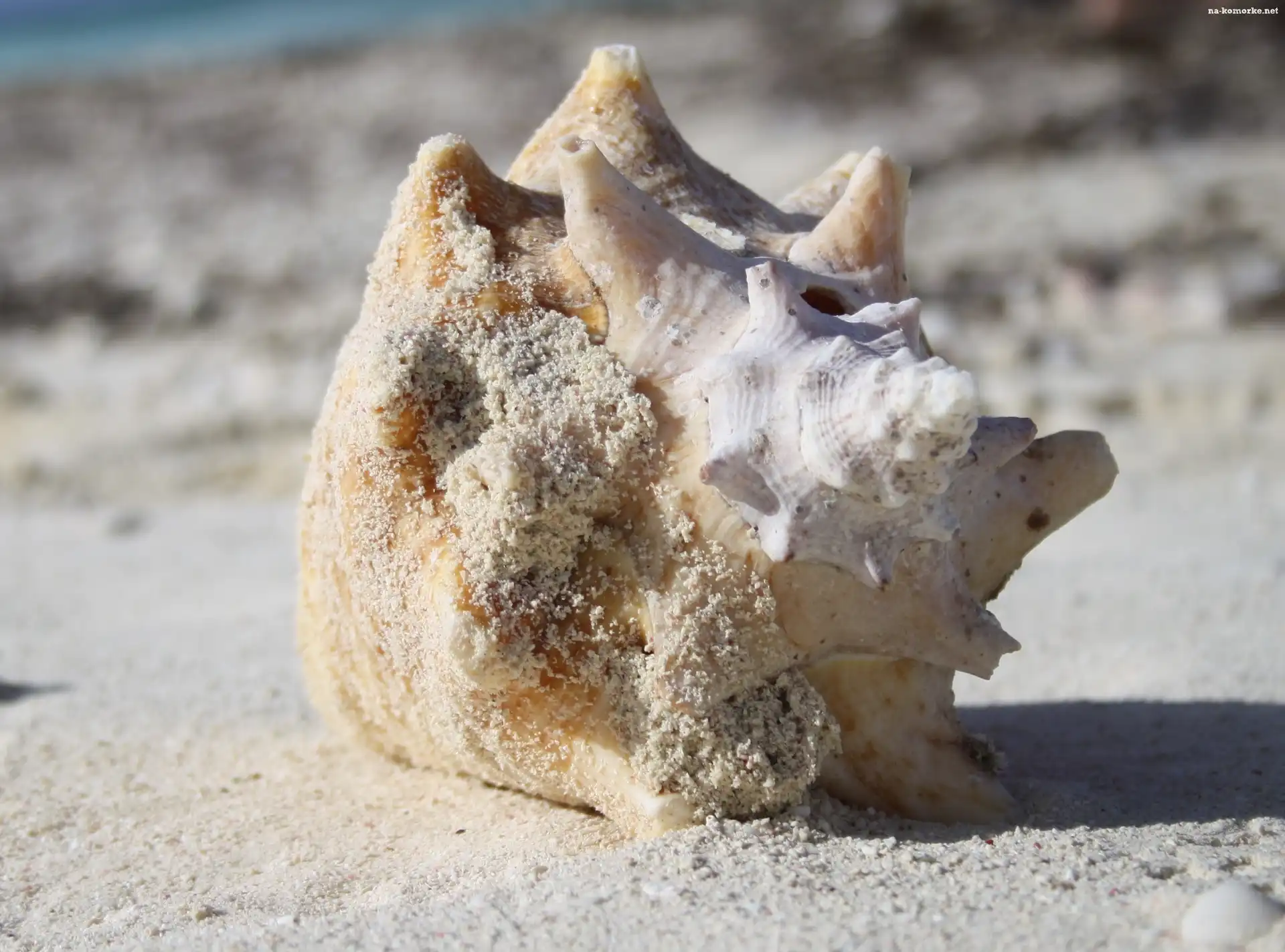 Muszla, Plaża, Grand Turk