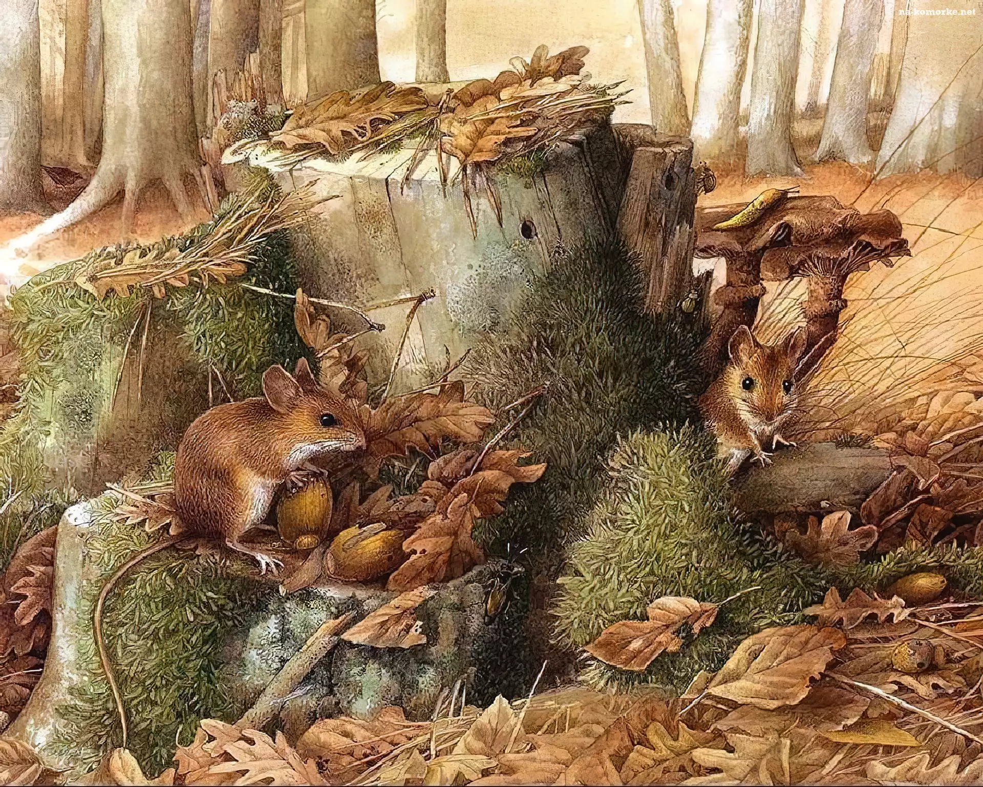 Myszy, Pieniek