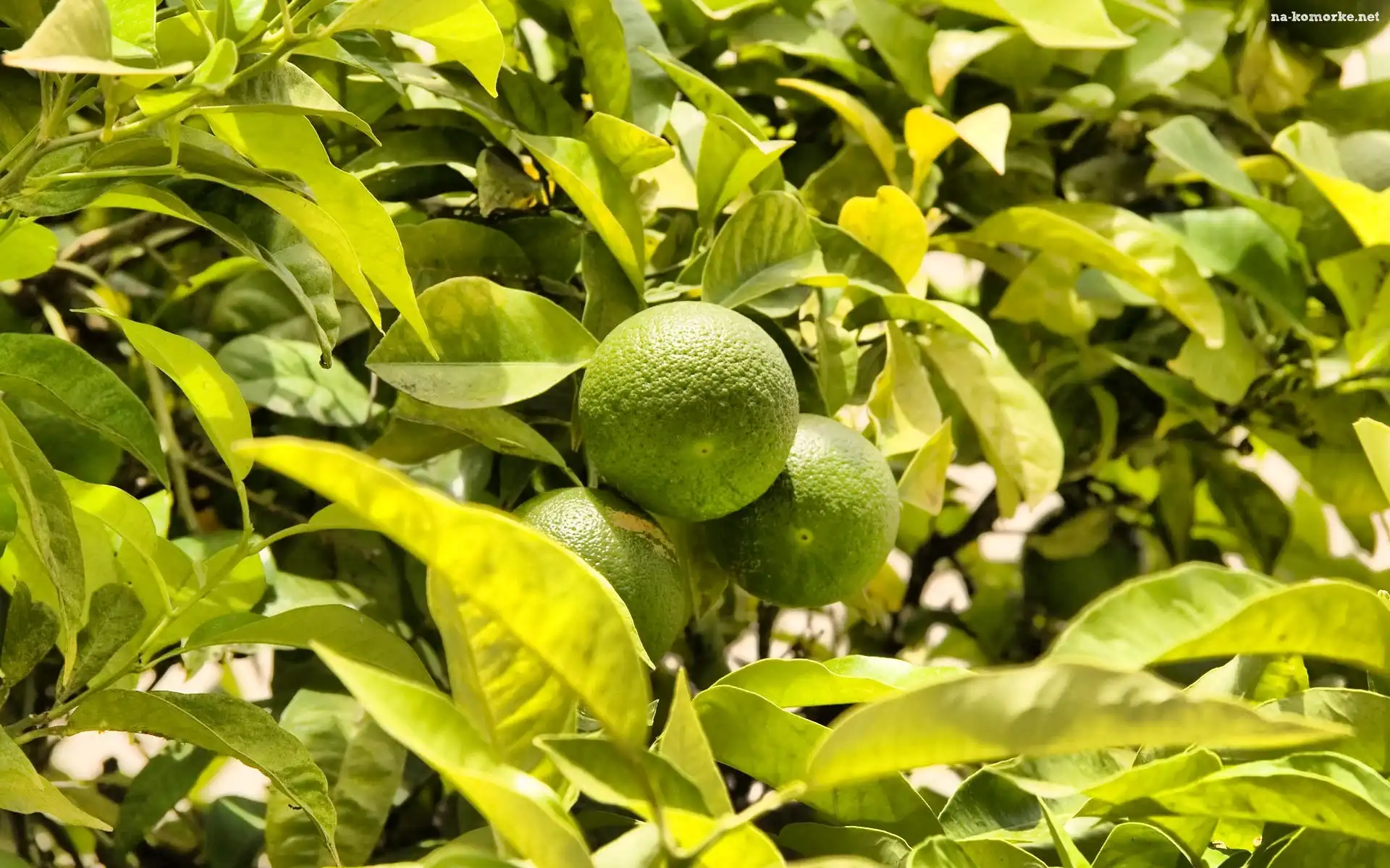 Limonki, Na, Drzewie