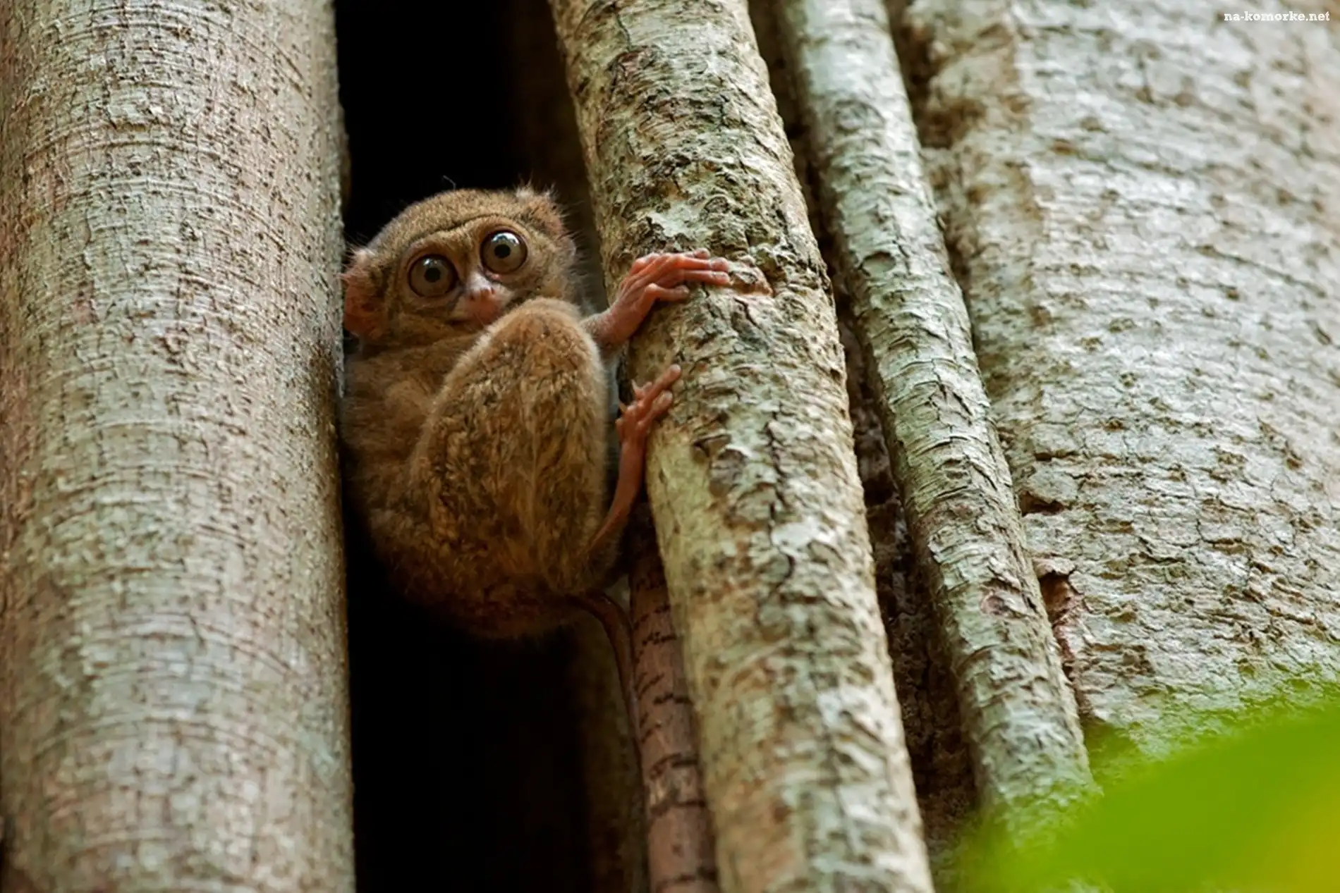Najmniejsza, Tarsier, Małpka, Świata