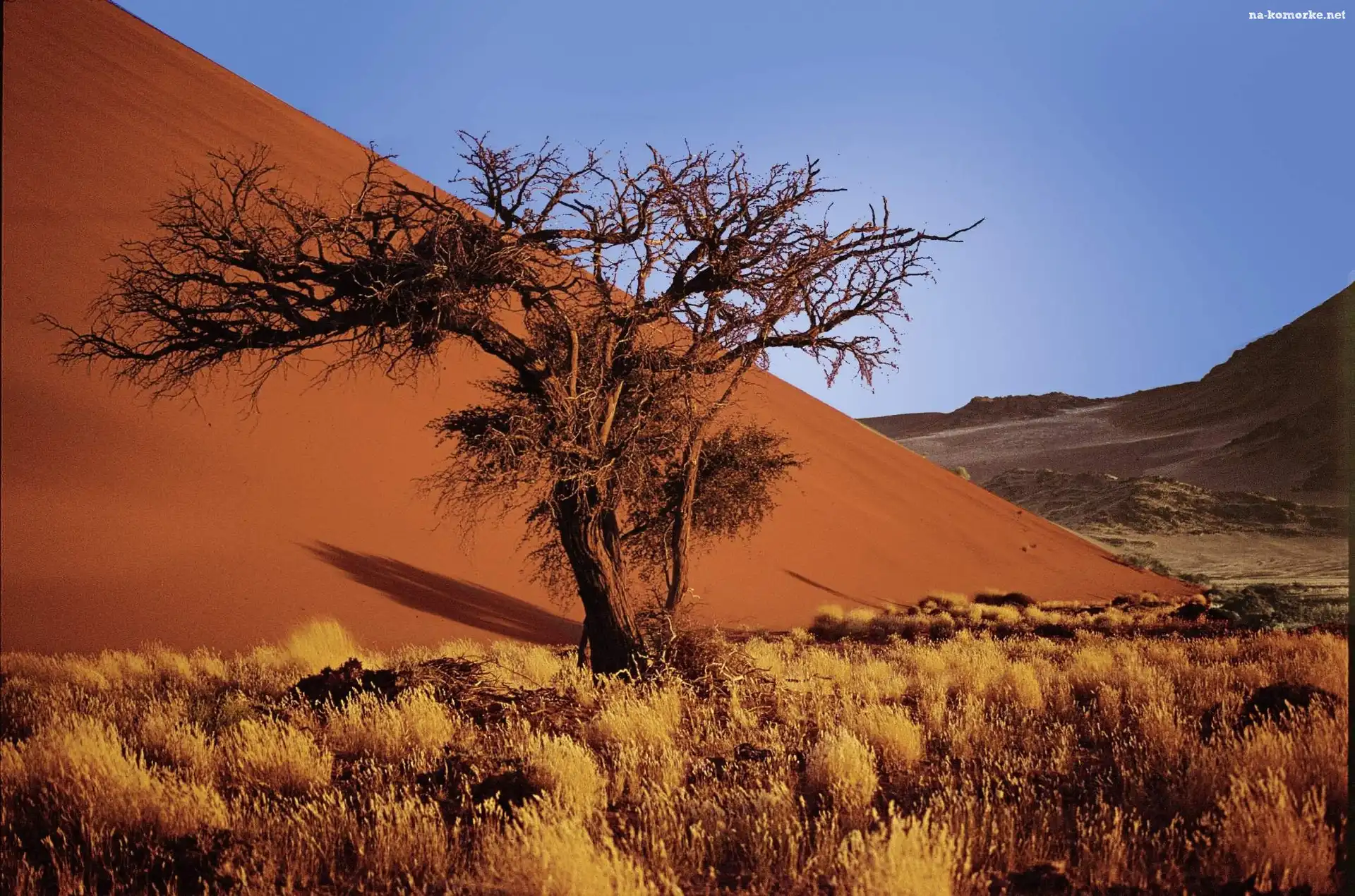 Namibia, Pustynia, Piasek, Sucha, Roślinność