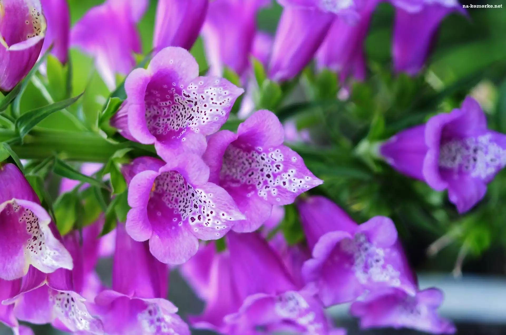 Naparstnica Purpurowa, Kwiat, Makro