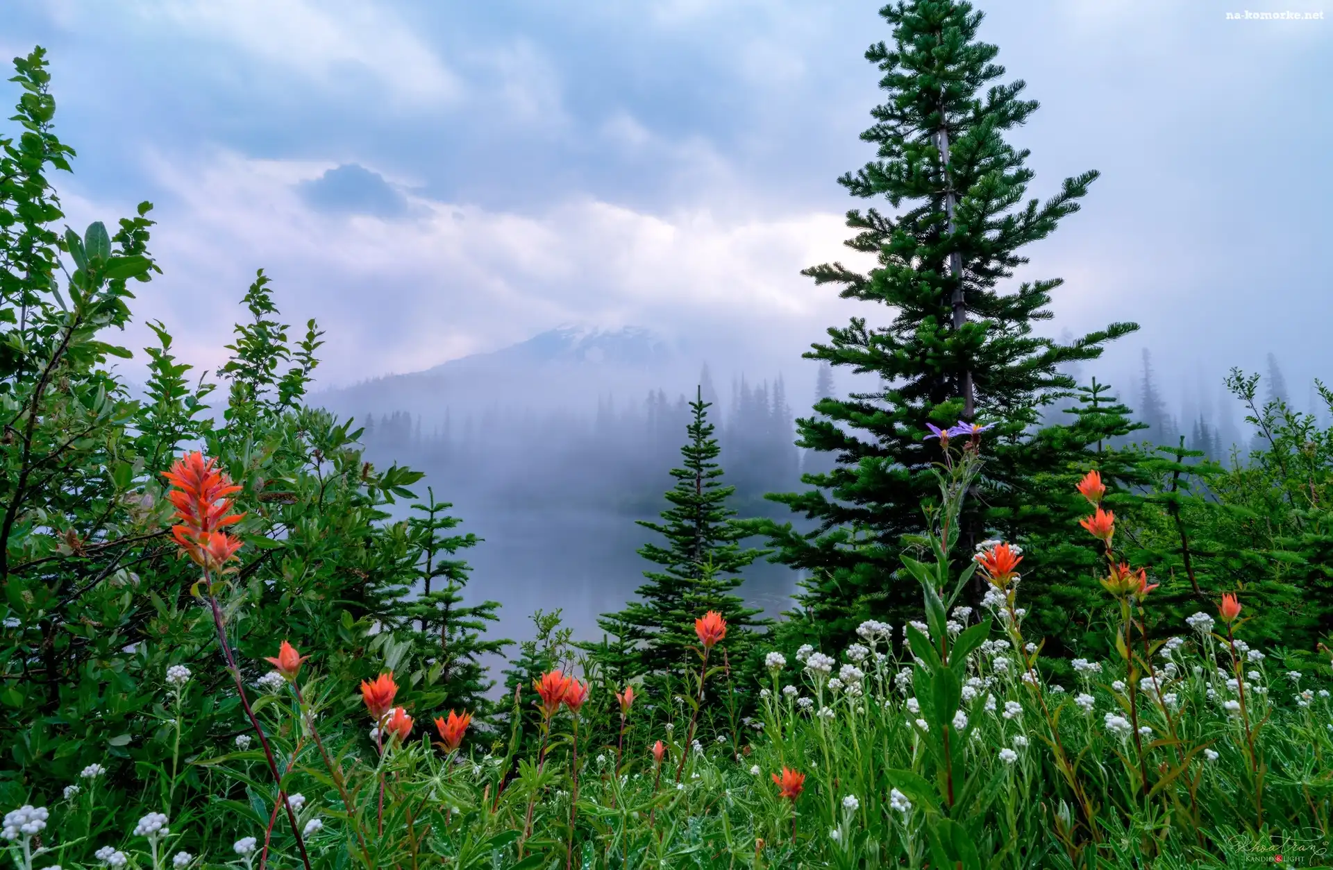Kwiaty, Drzewa, Stany Zjednoczone, Mgła, Park Narodowy Mount Rainier, Łąka, Waszyngton