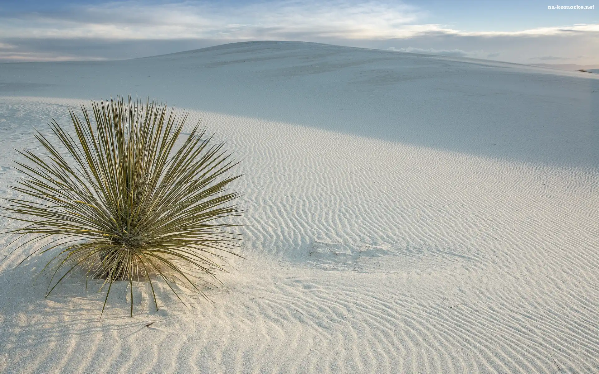 Stany Zjednoczone, Wydmy, Park Narodowy White Sands, Roślina, Stan Nowy Meksyk, Pustynia, Białe, Piaski