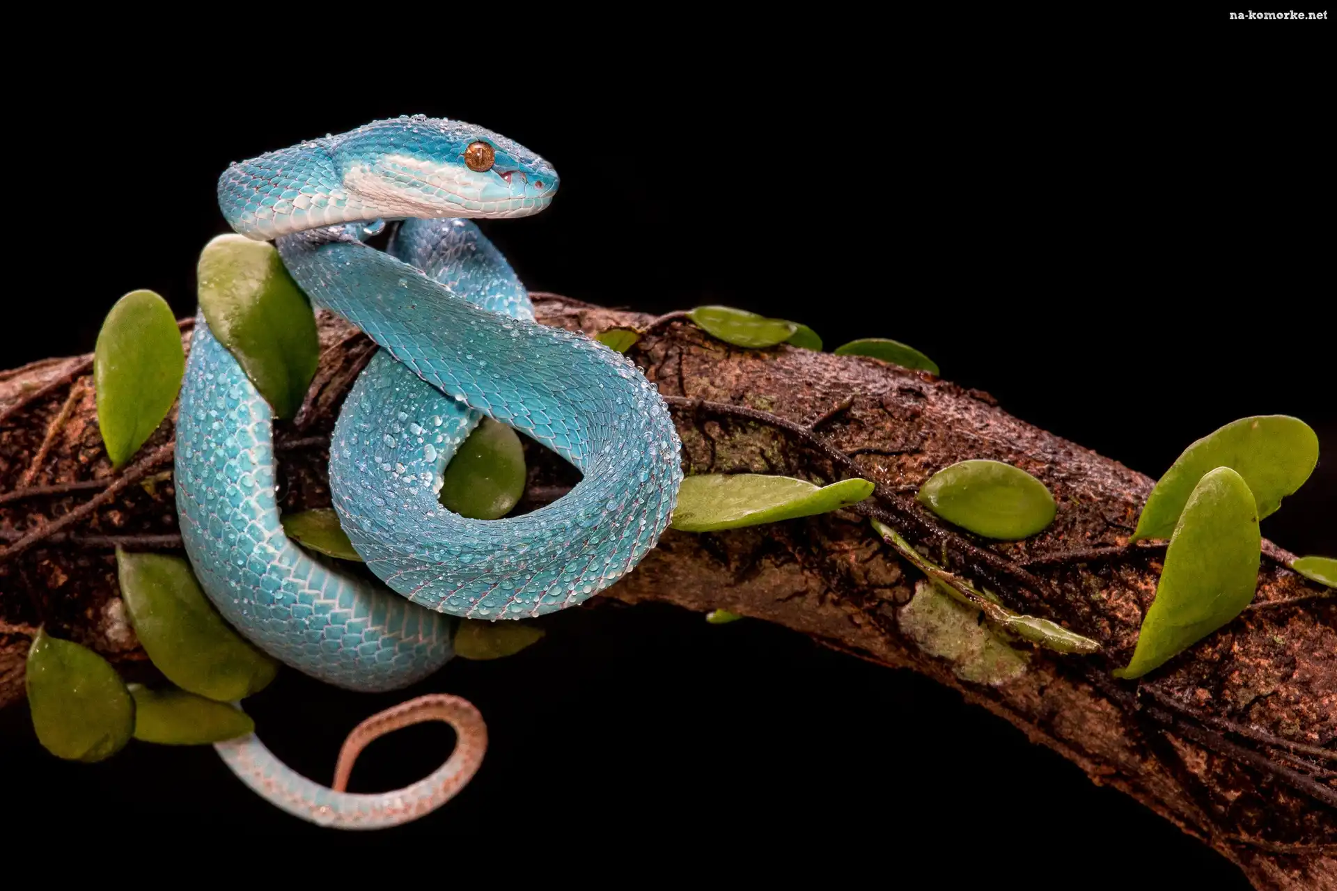 Liście, Niebieska, Żmija, Trimeresurus albolabris insularis, Konar