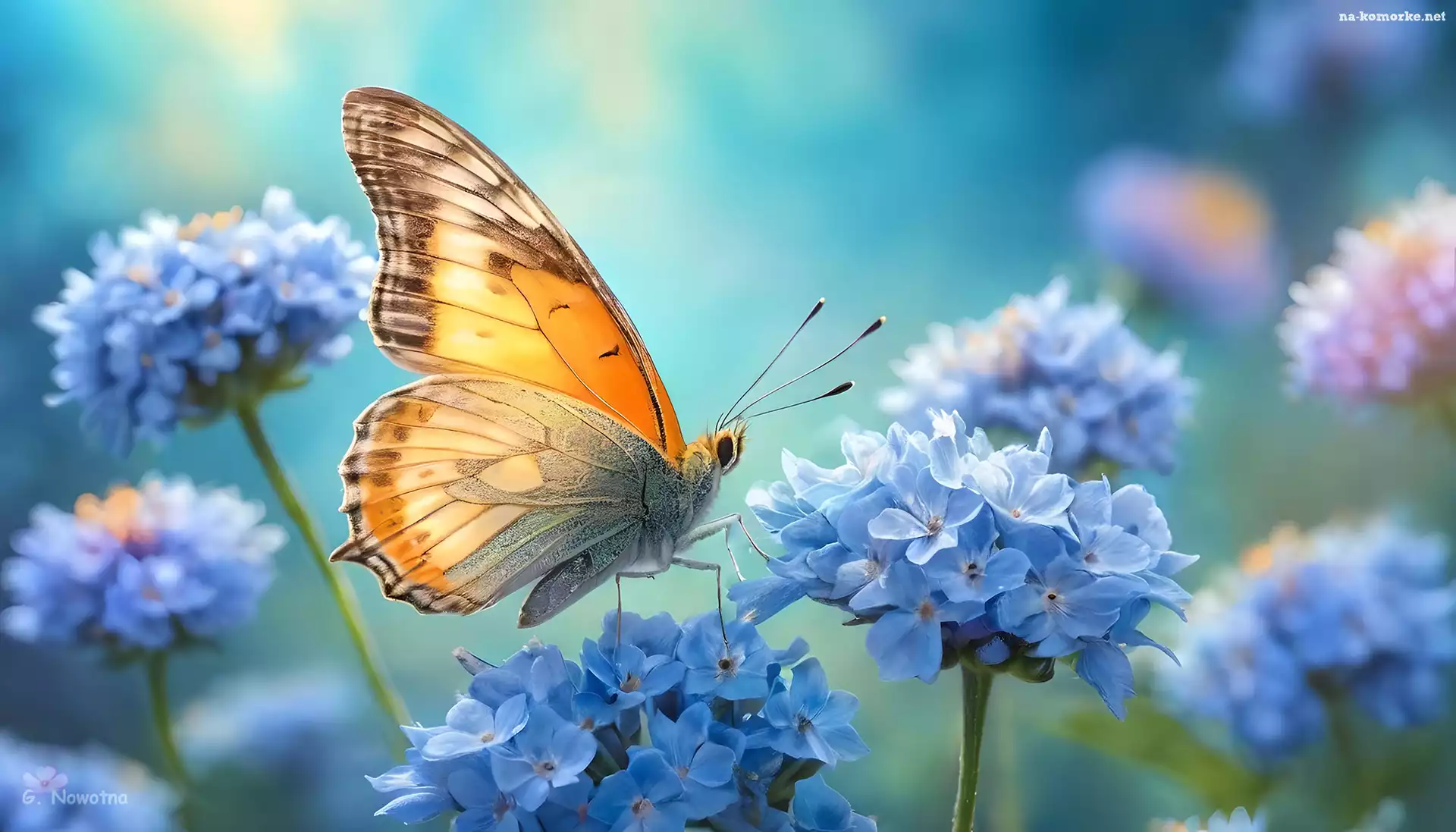 Motyl, Niebieskie, Kwiaty, Owad, Grafika